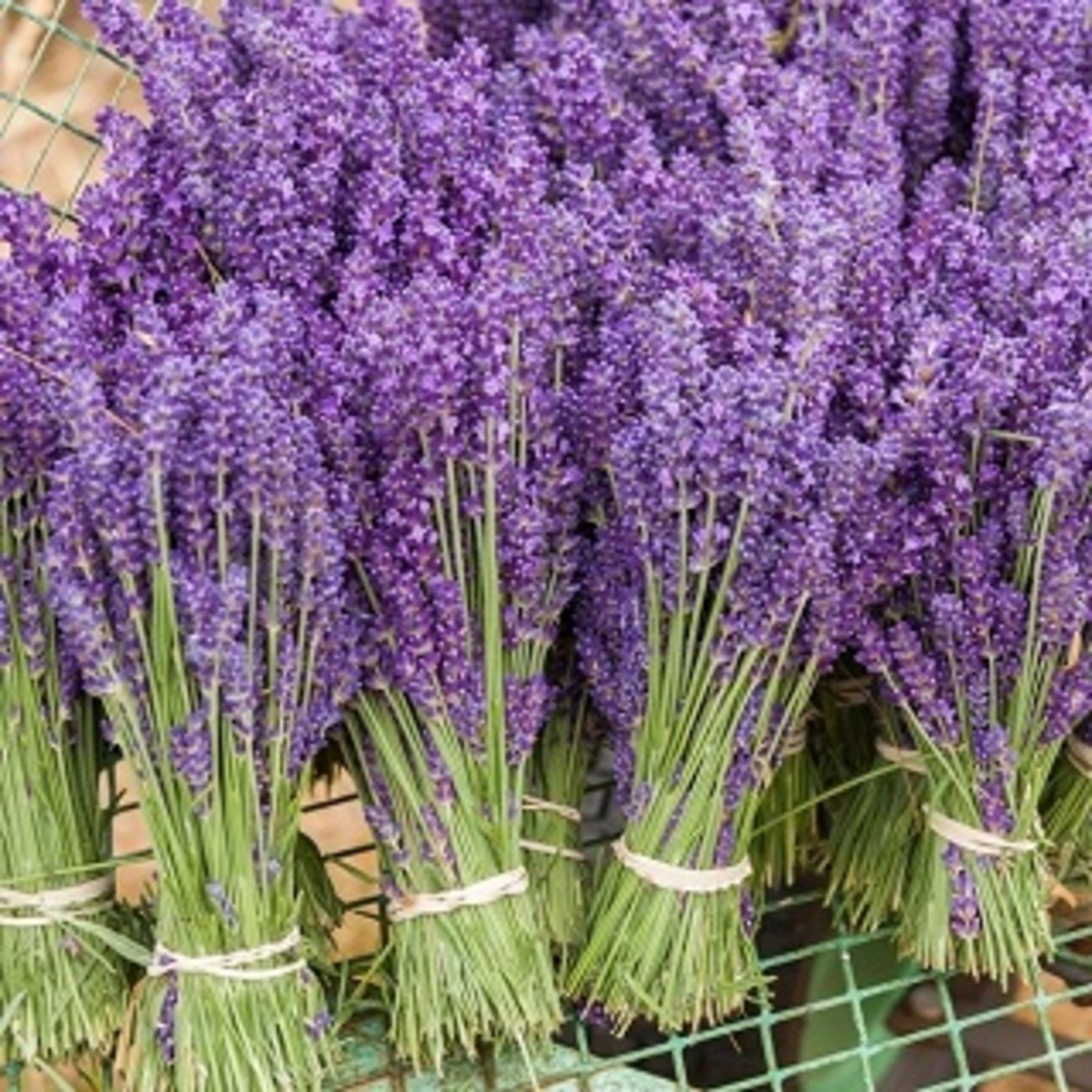 LAWENDA (Lavandula angustifolia) episode artwork