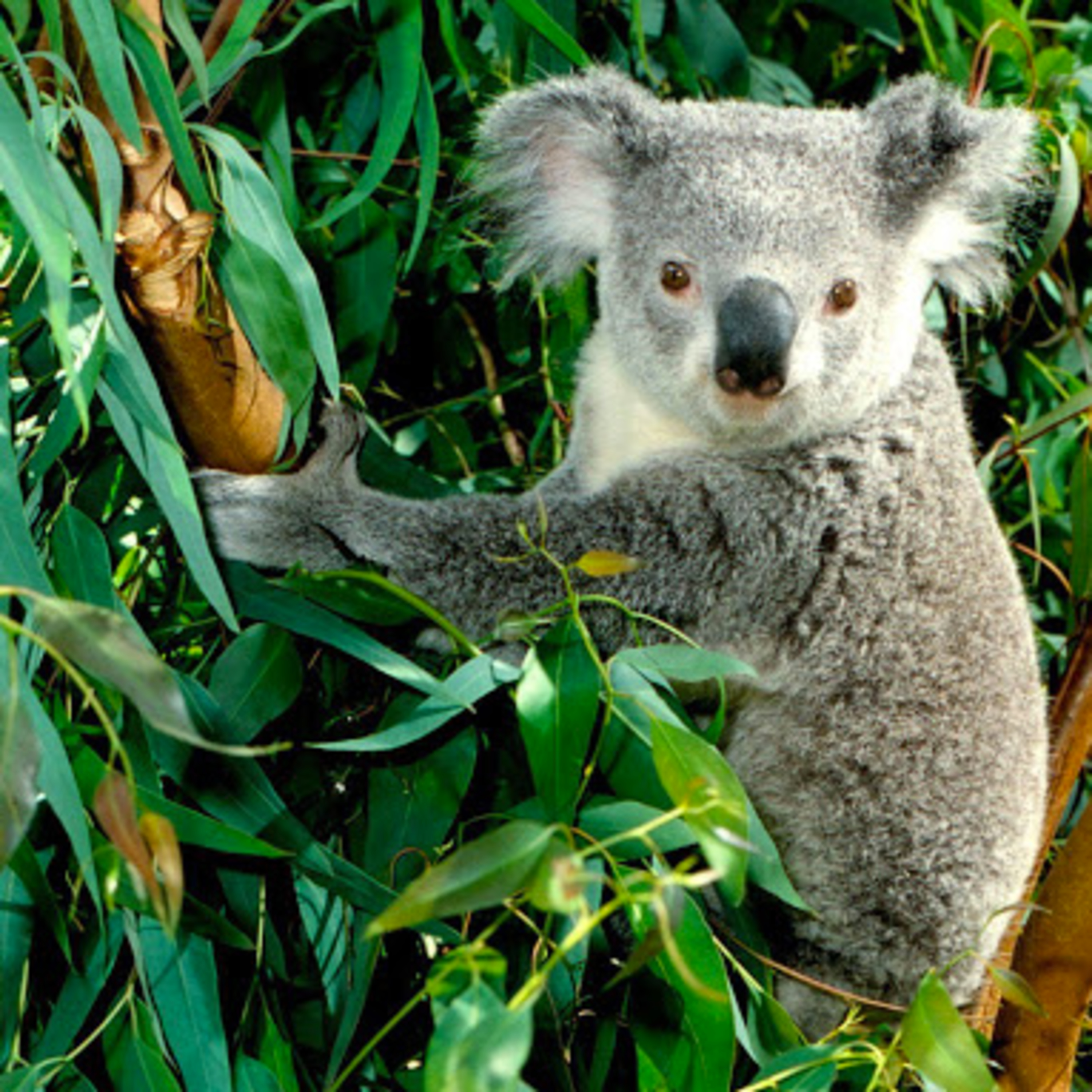 EUKALIPTUS RADIATA (Eucalyptus radiata) episode artwork