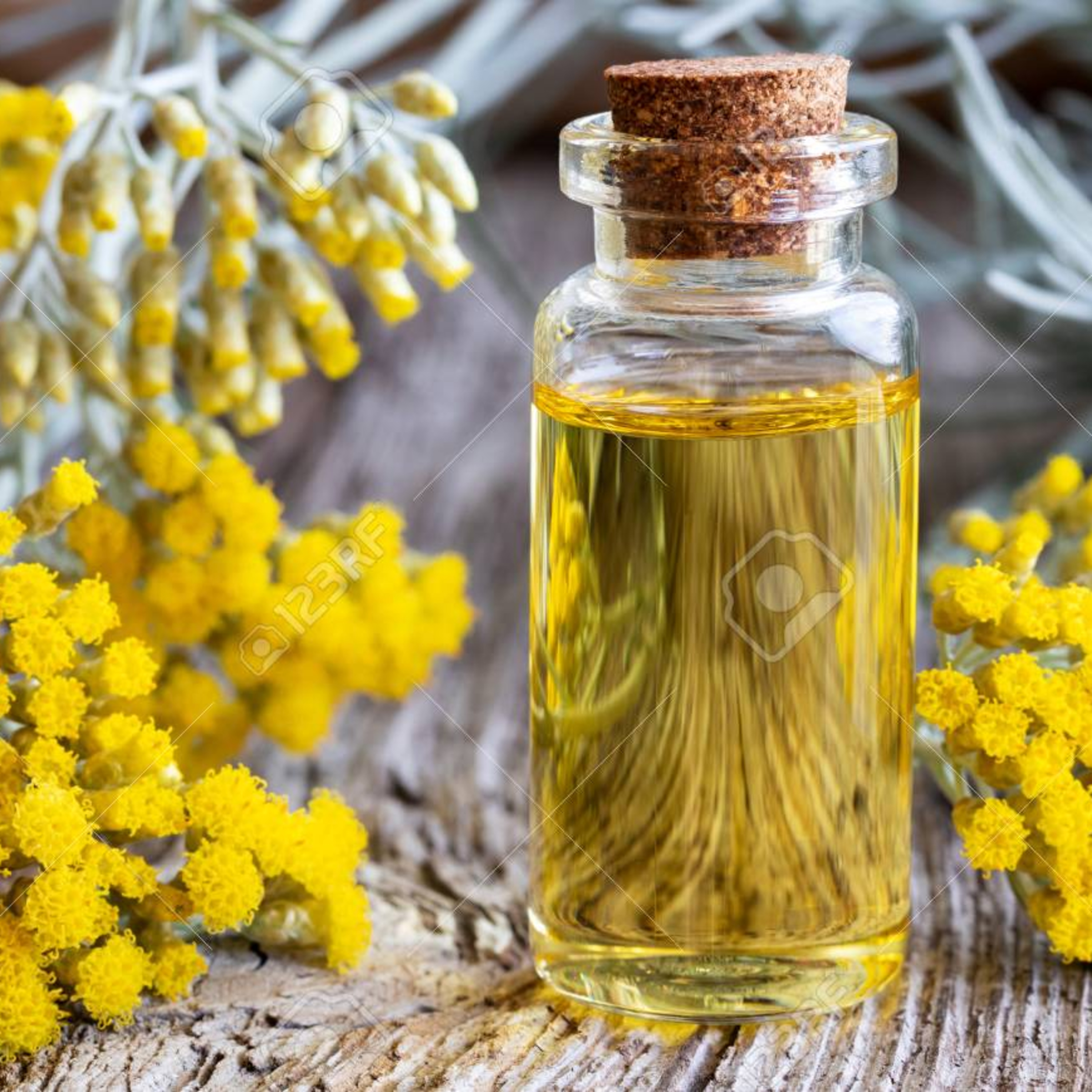 KOCANKA (Helichrysum italicum) episode artwork