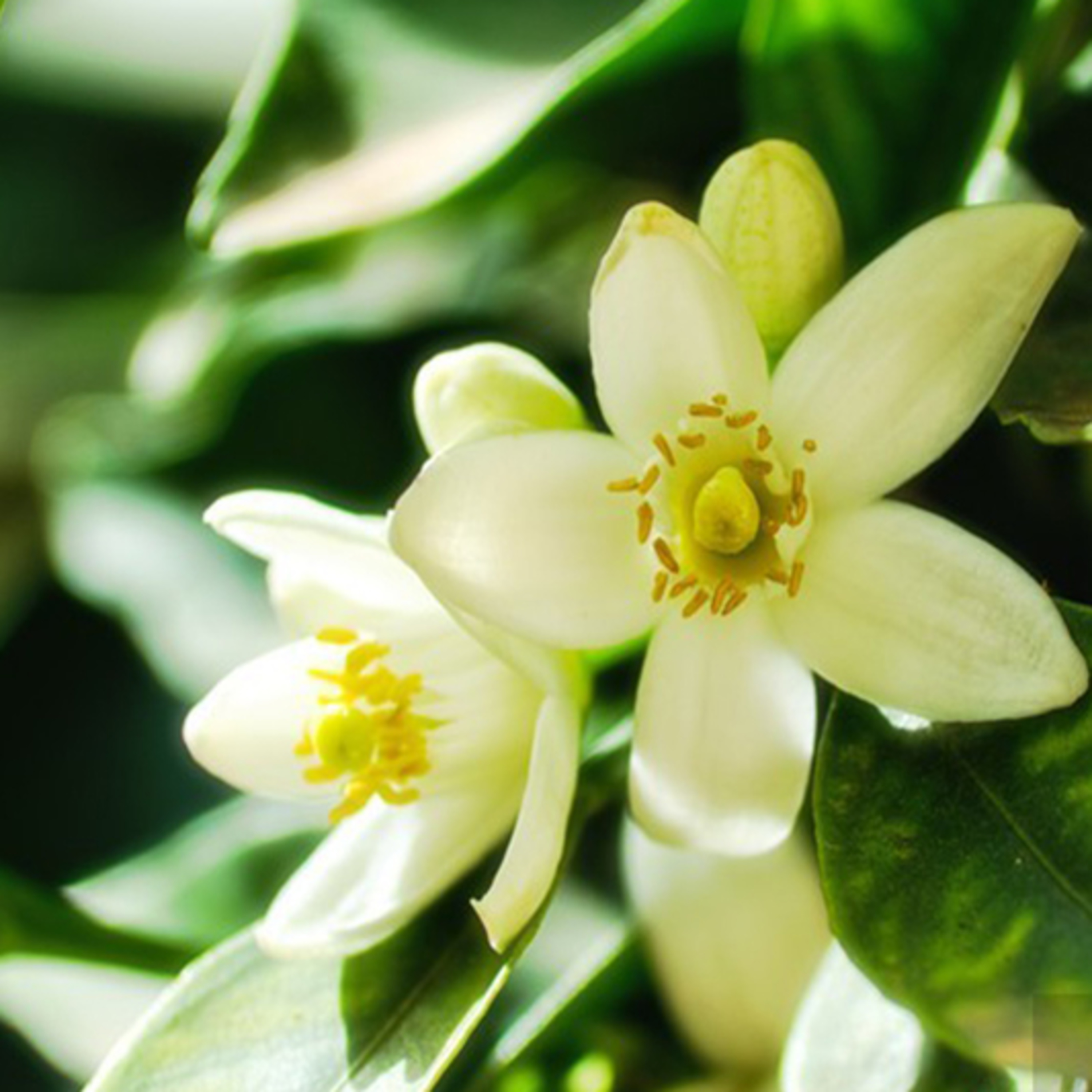 NEROLI (Citrus aurantium) episode artwork