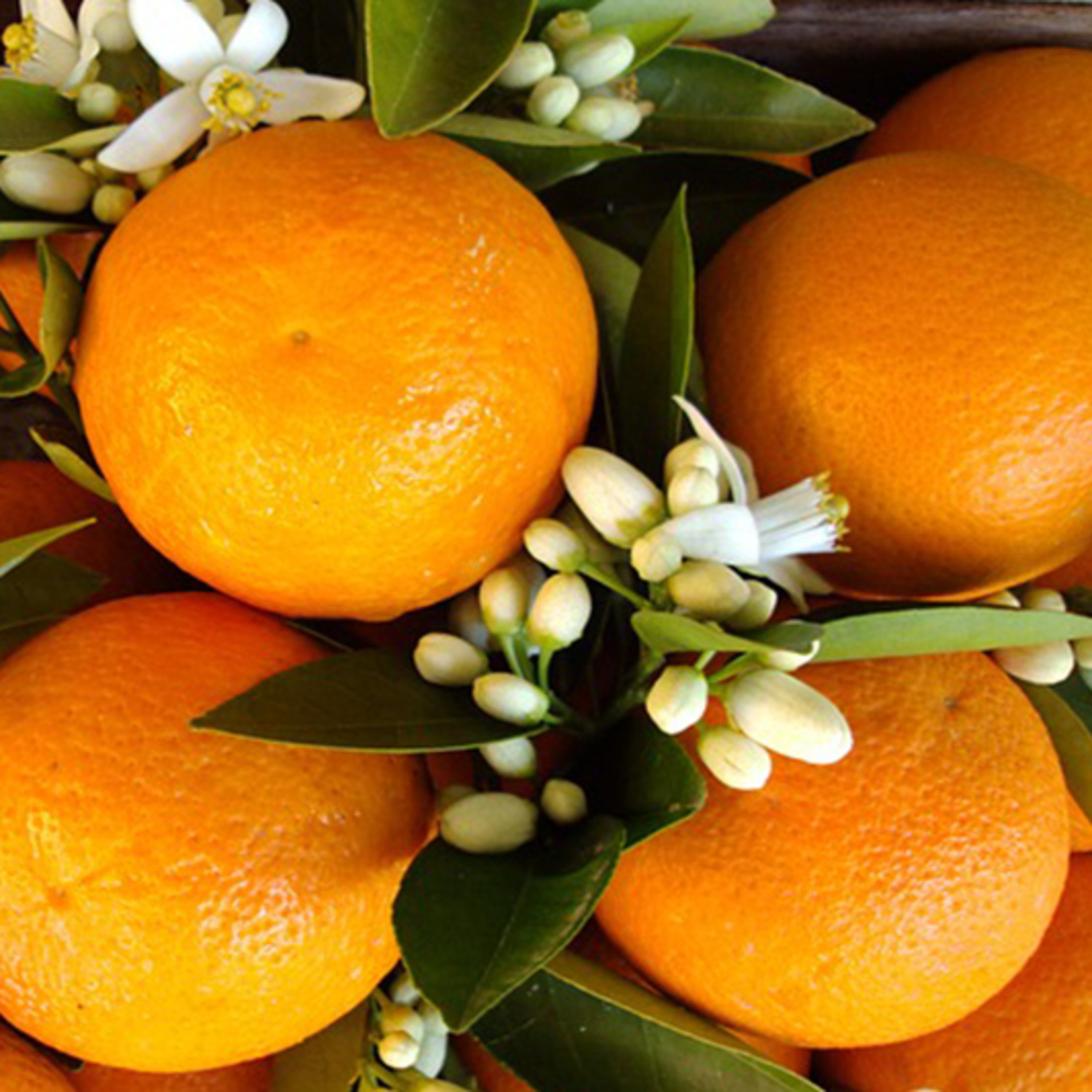 POMARAŃCZA (Citrus aurantium synesis) episode artwork