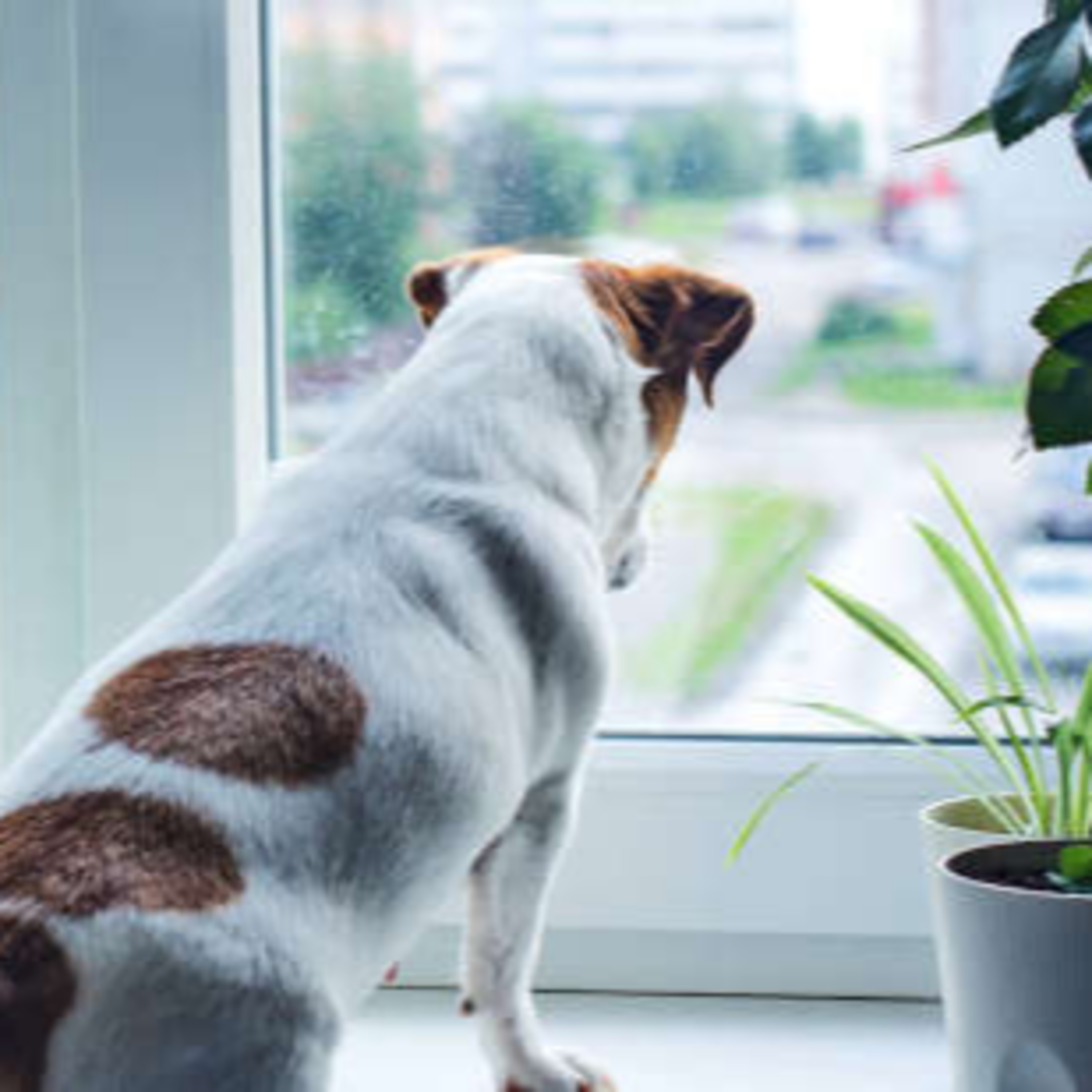 Tips to help your dog cope when going back to work episode artwork