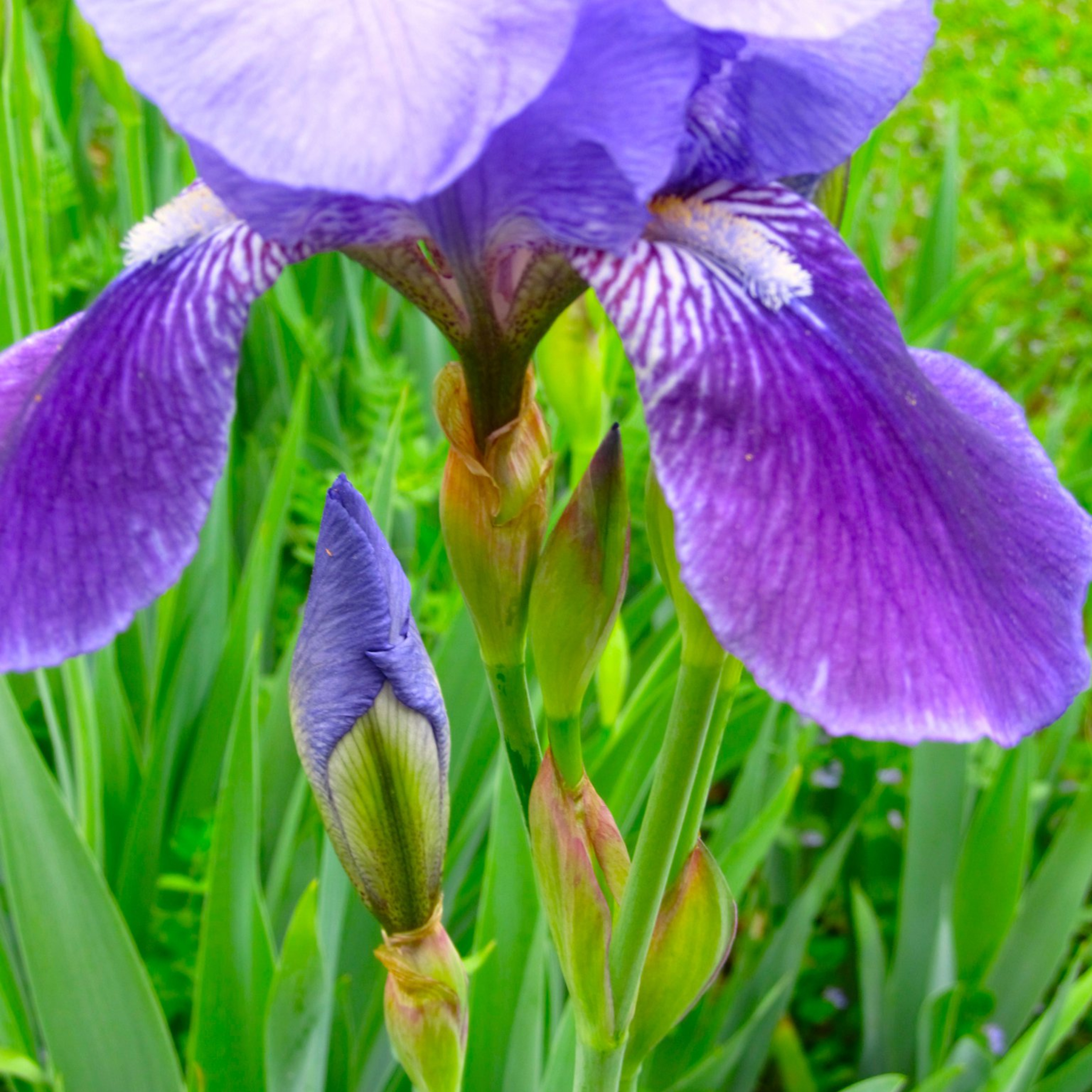 "Irises" by Bethany Wallace episode artwork