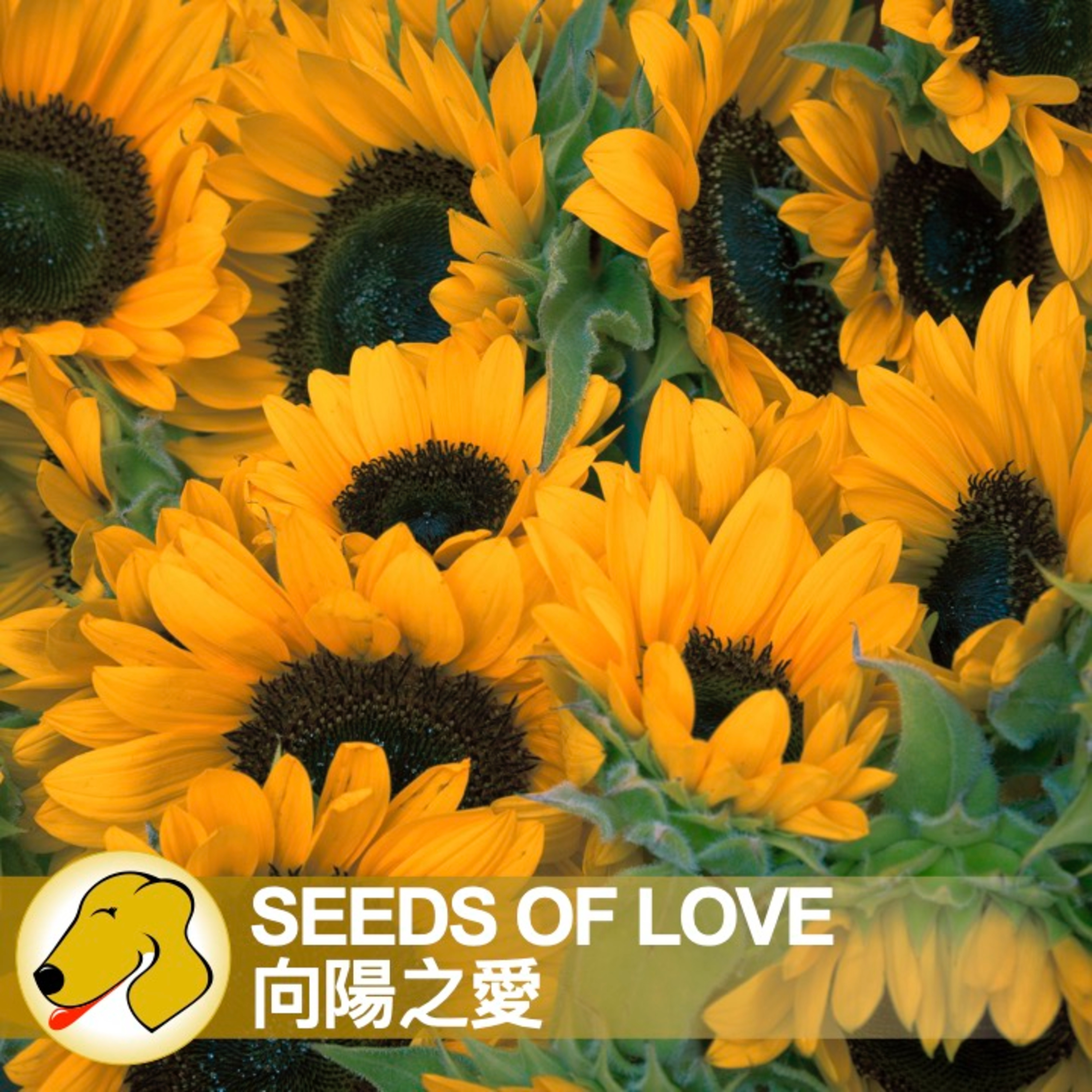 Seeds of Love / 向陽之愛 - 英文課 / 母語人士語速