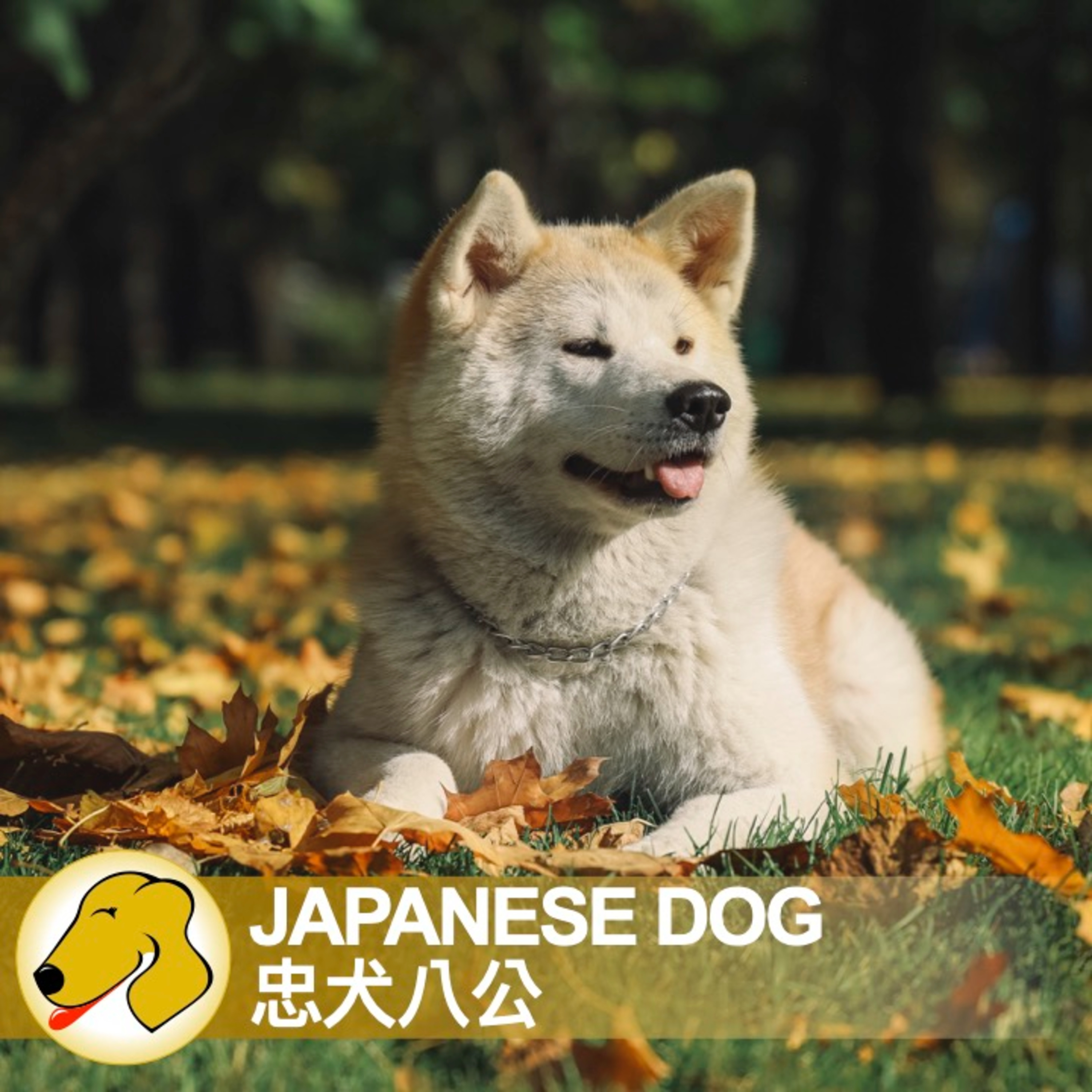 Japanese Dog /忠犬八公 - 英文課 / 一般正常語速