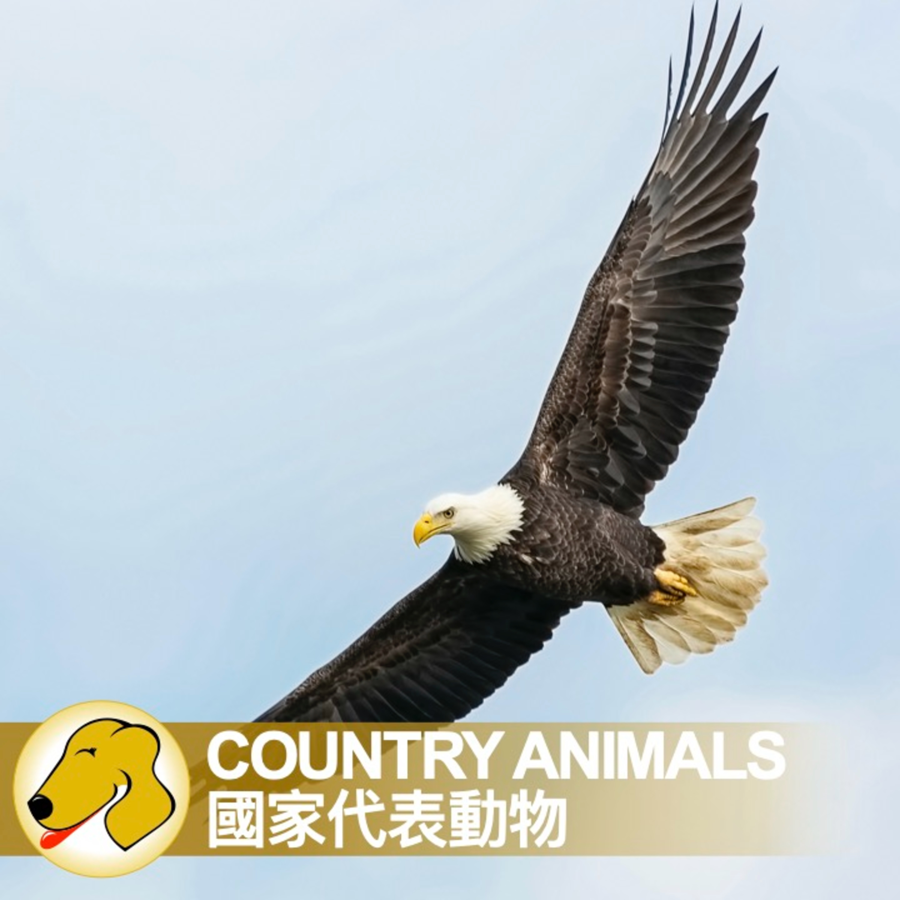 Country Animals / 國家代表動物 - 英文課 / 母語人士語速