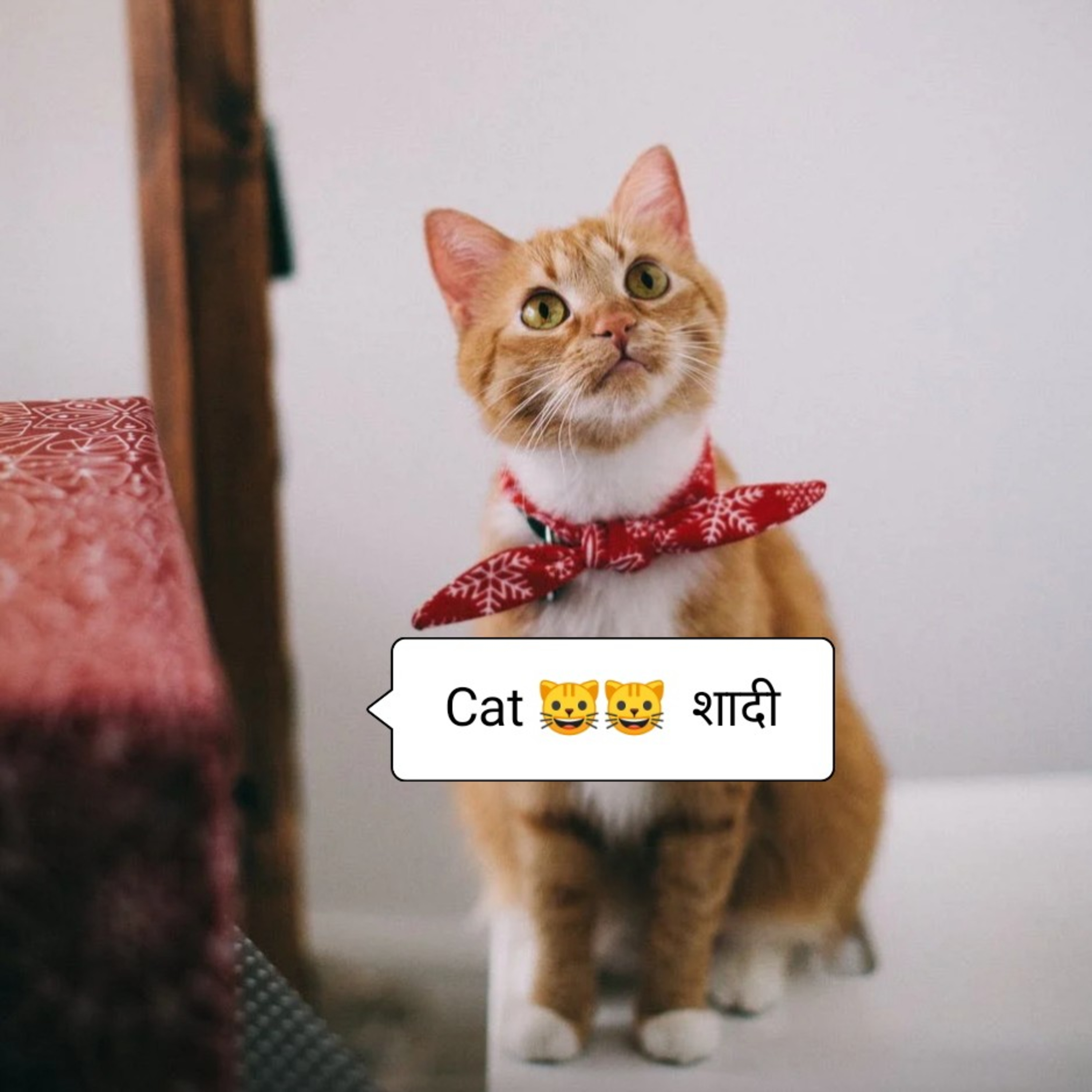 Cat 🐱🐱 शादी