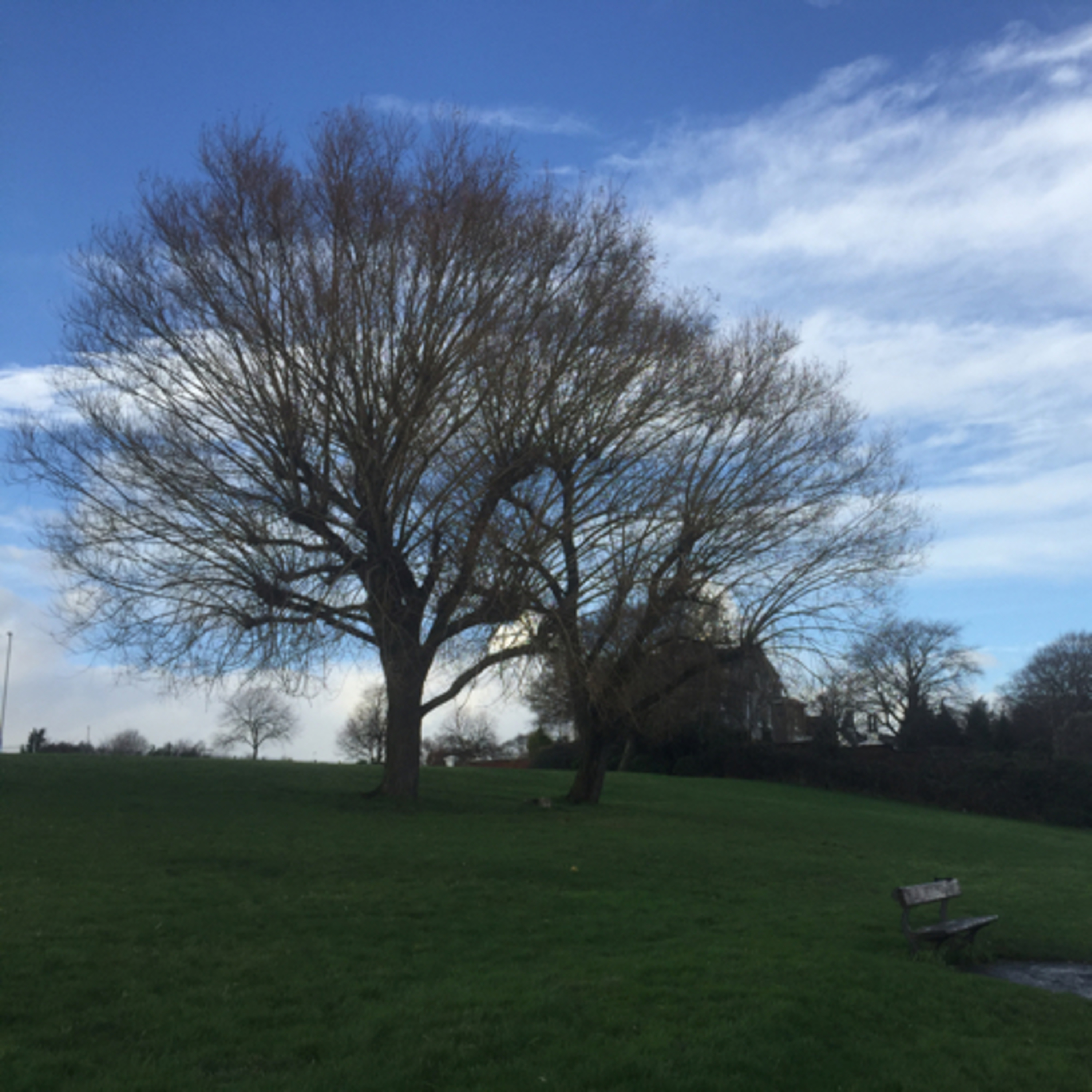 Feeling Cheerful with Viktoralfa