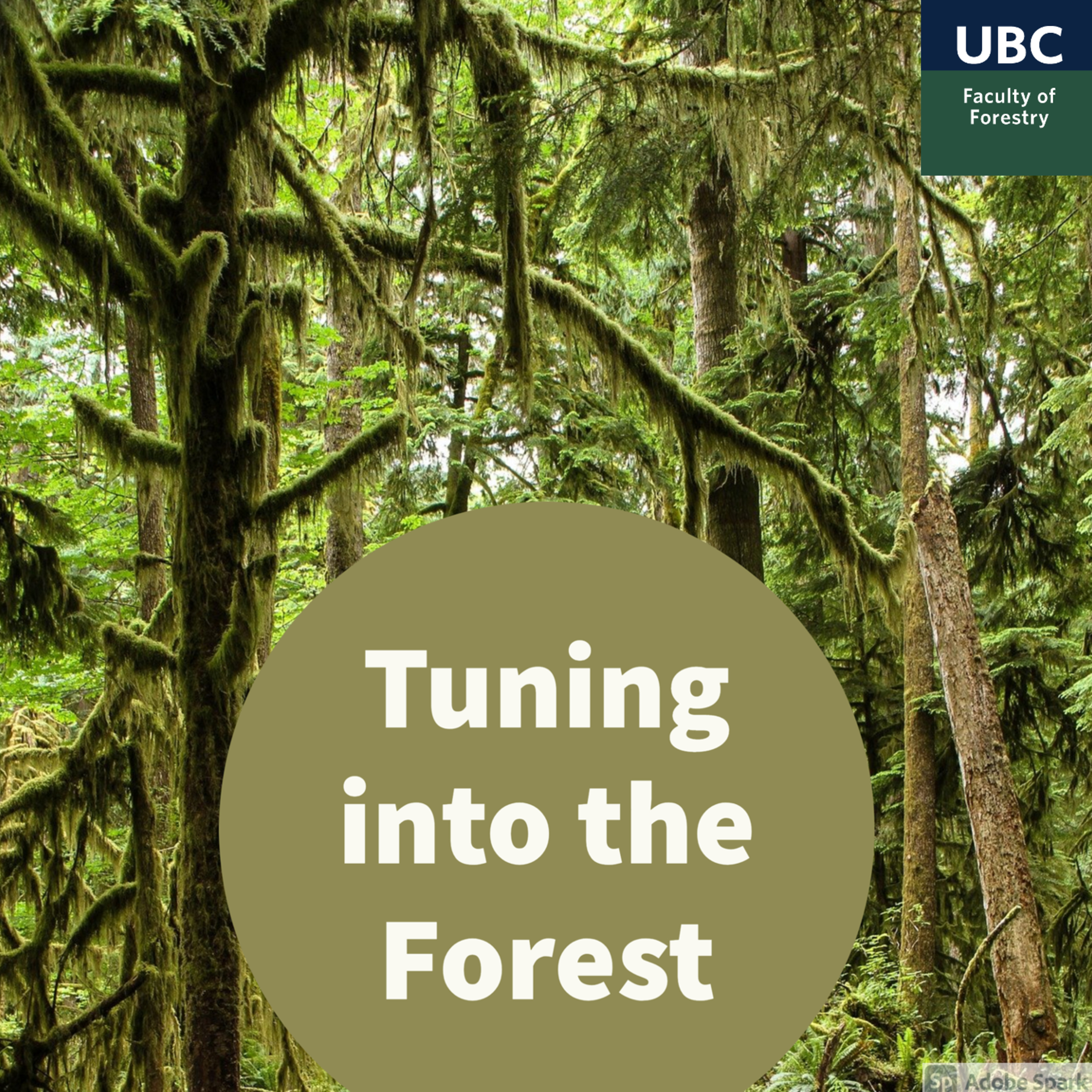 Tuning into the Forest