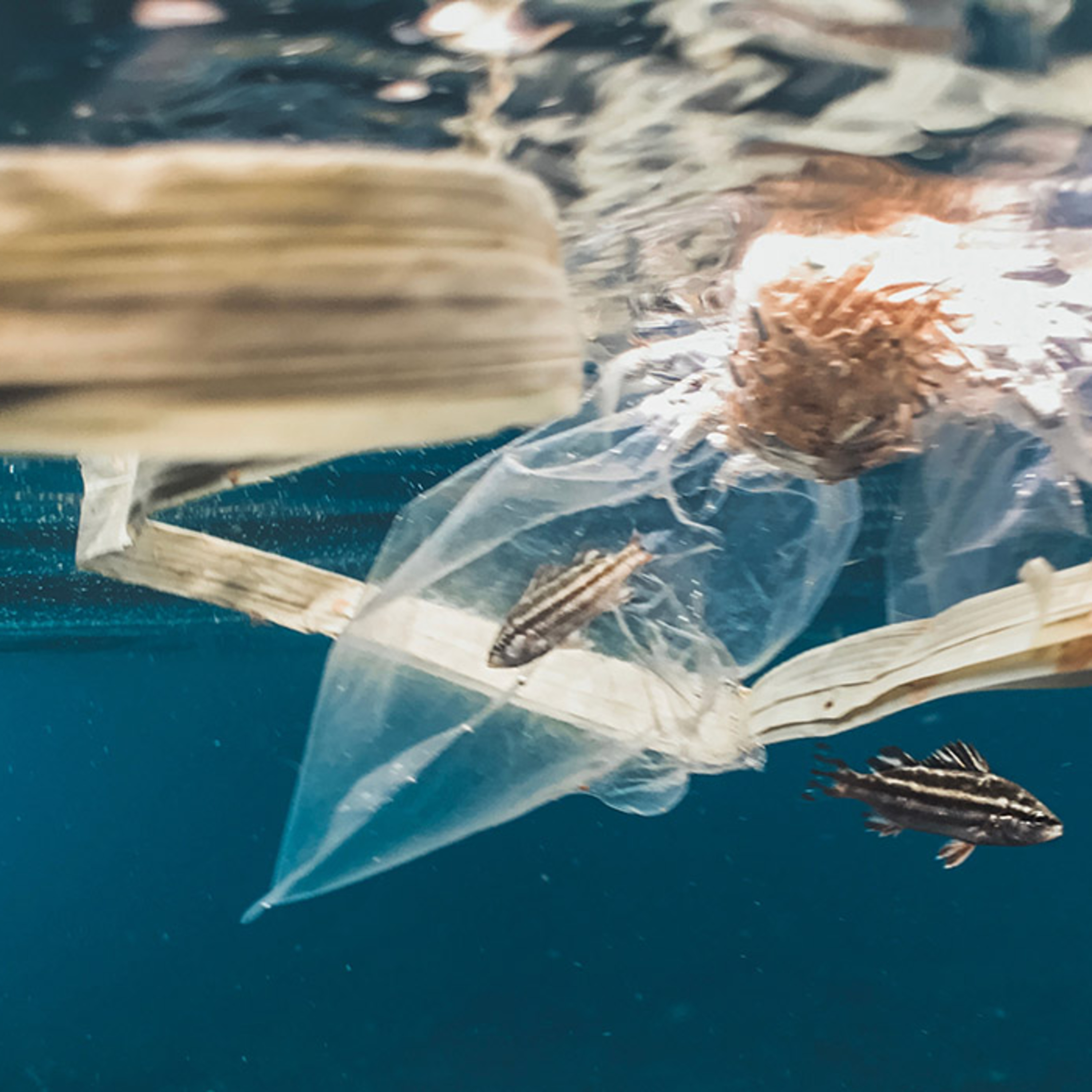 Podcast Didattico I.C. Giannone -Tolve \