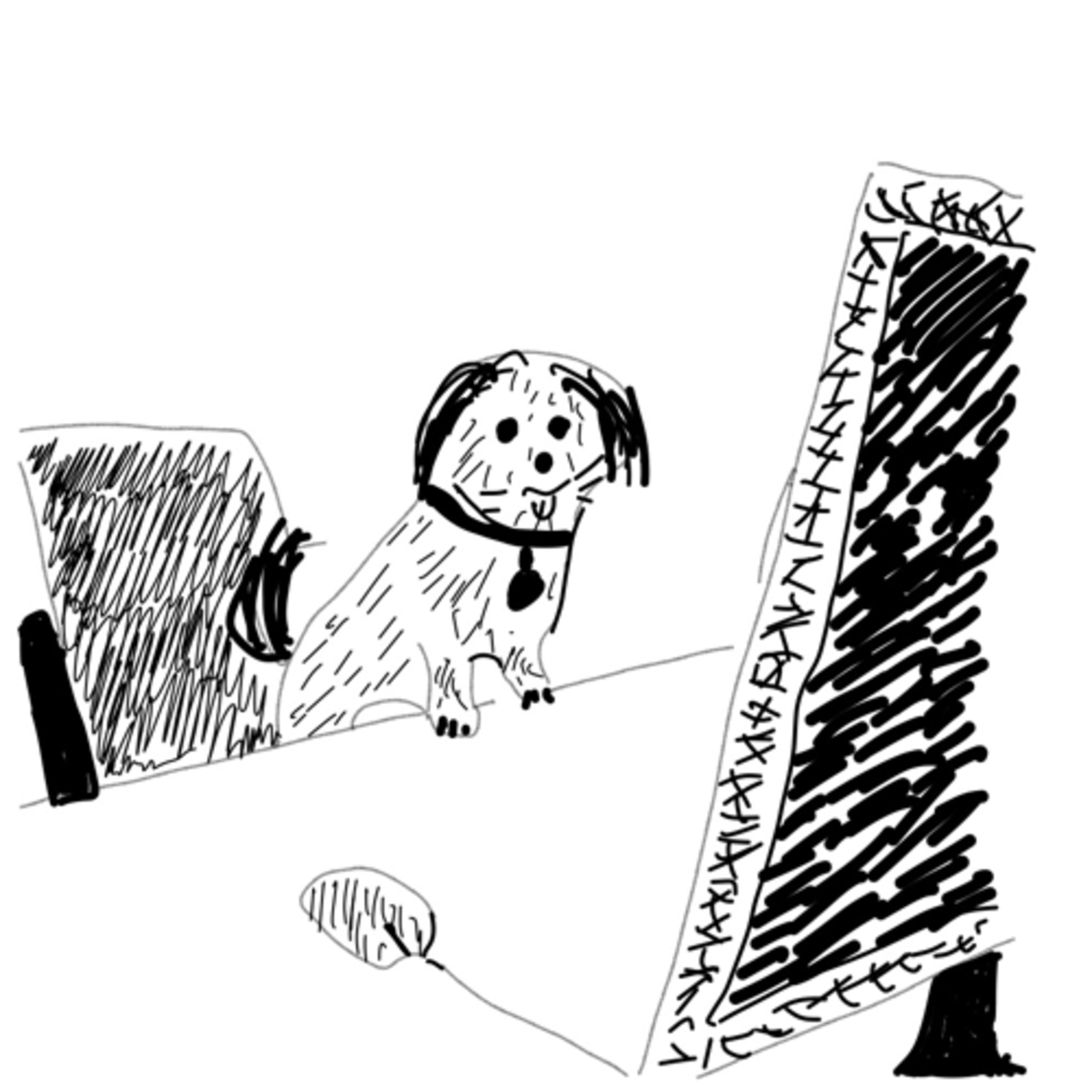 Pippa, der Hund