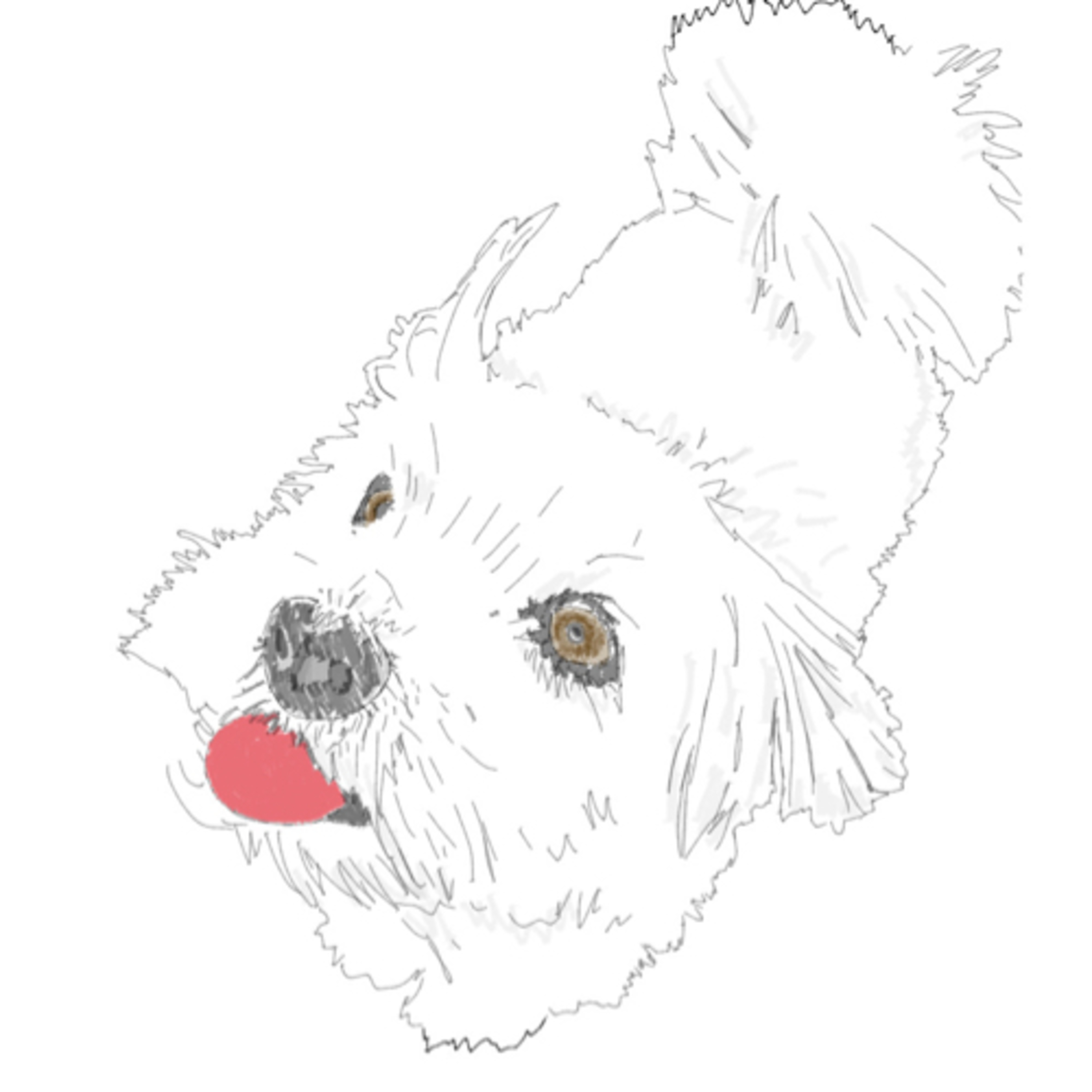 Pippa, der Hund