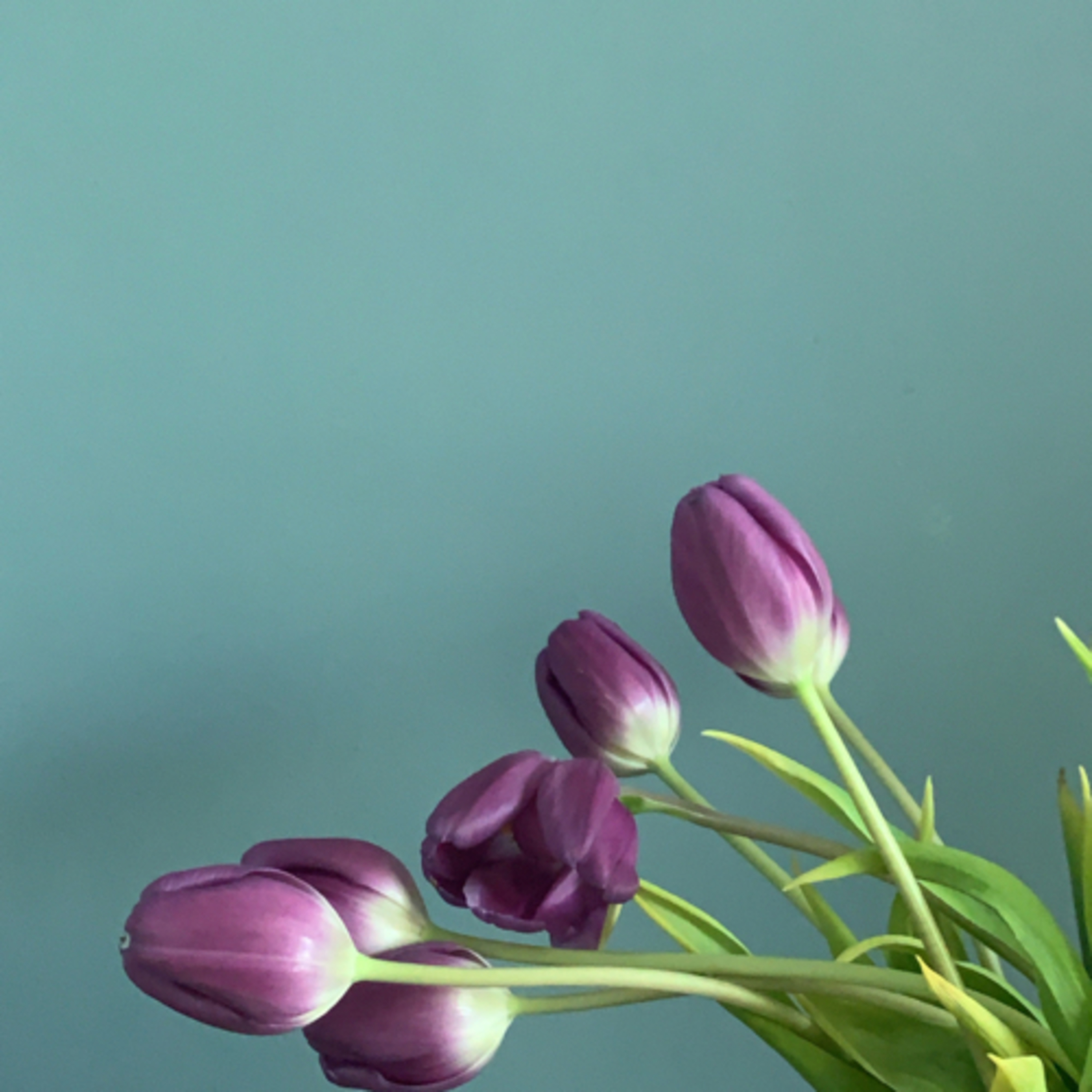 ARE YOU A PLANT PARENT, YES OR NO?!