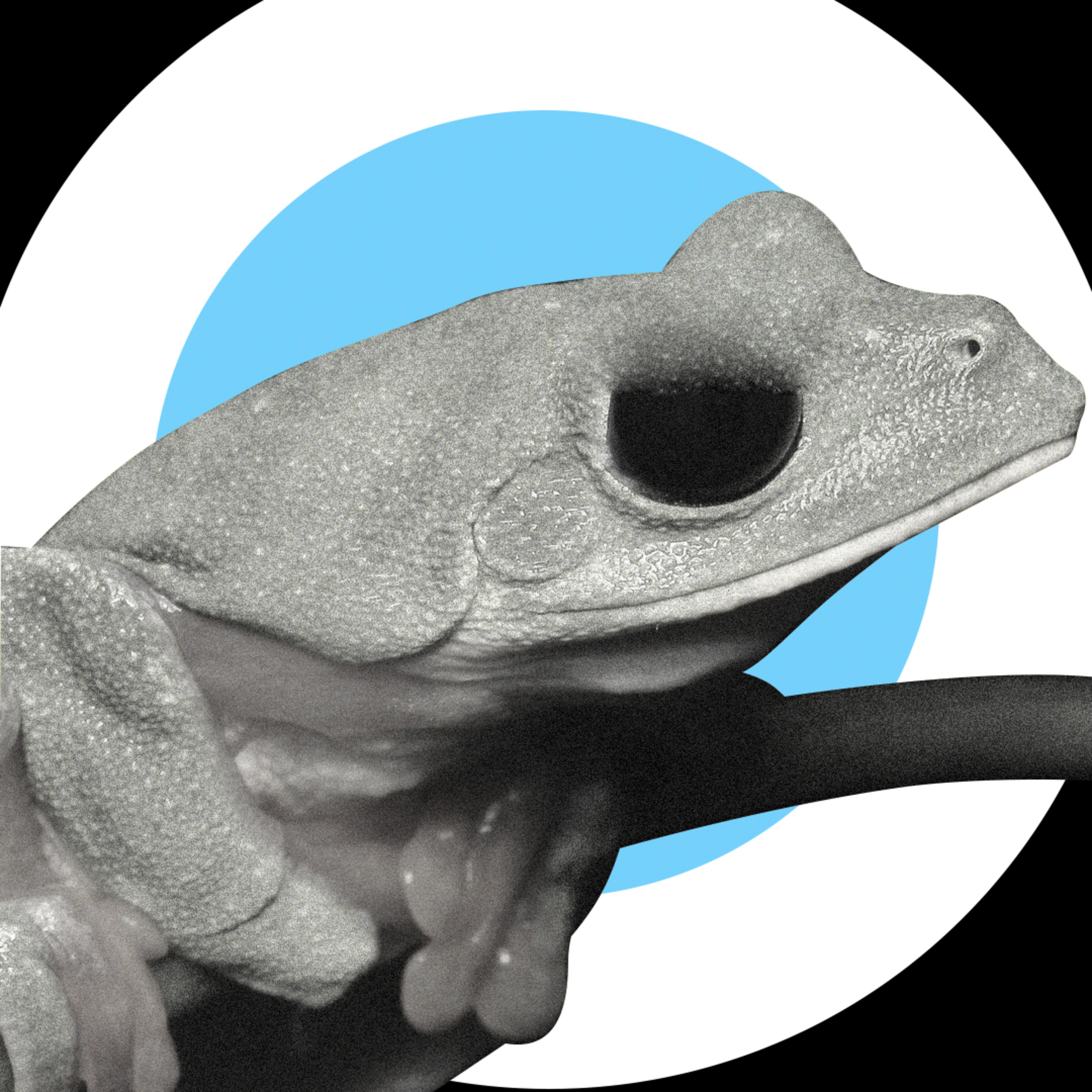 GatoEncerradoSV