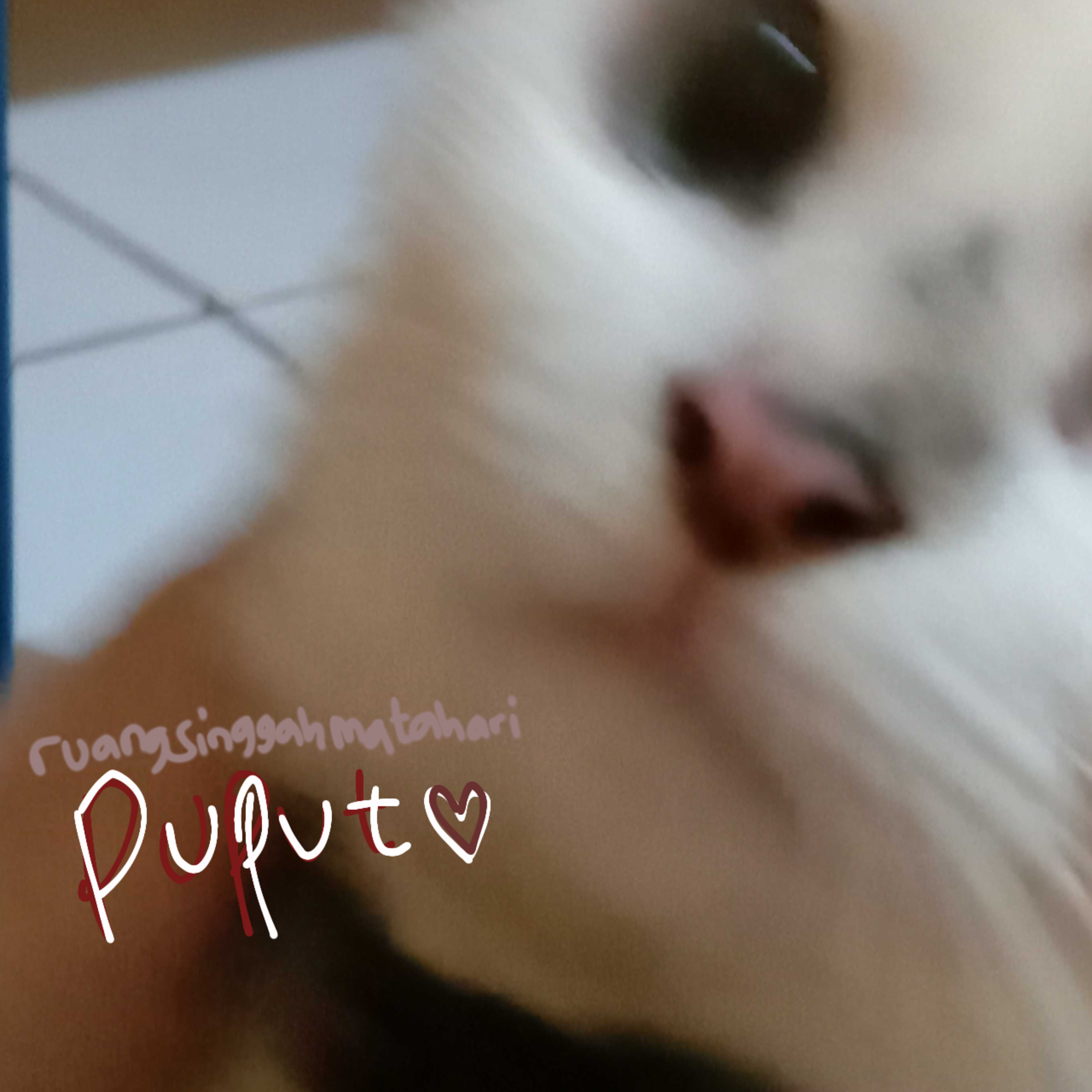 18. Bercerita kucing rumah