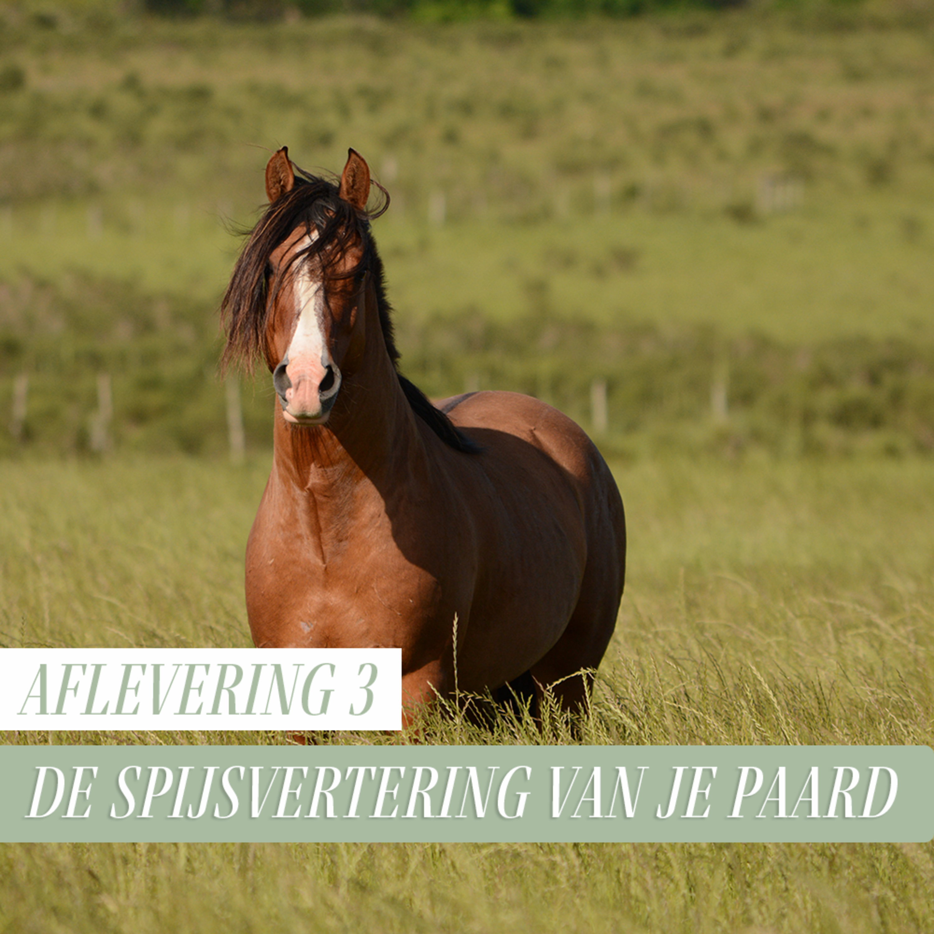 Paard Optimaal Podcast