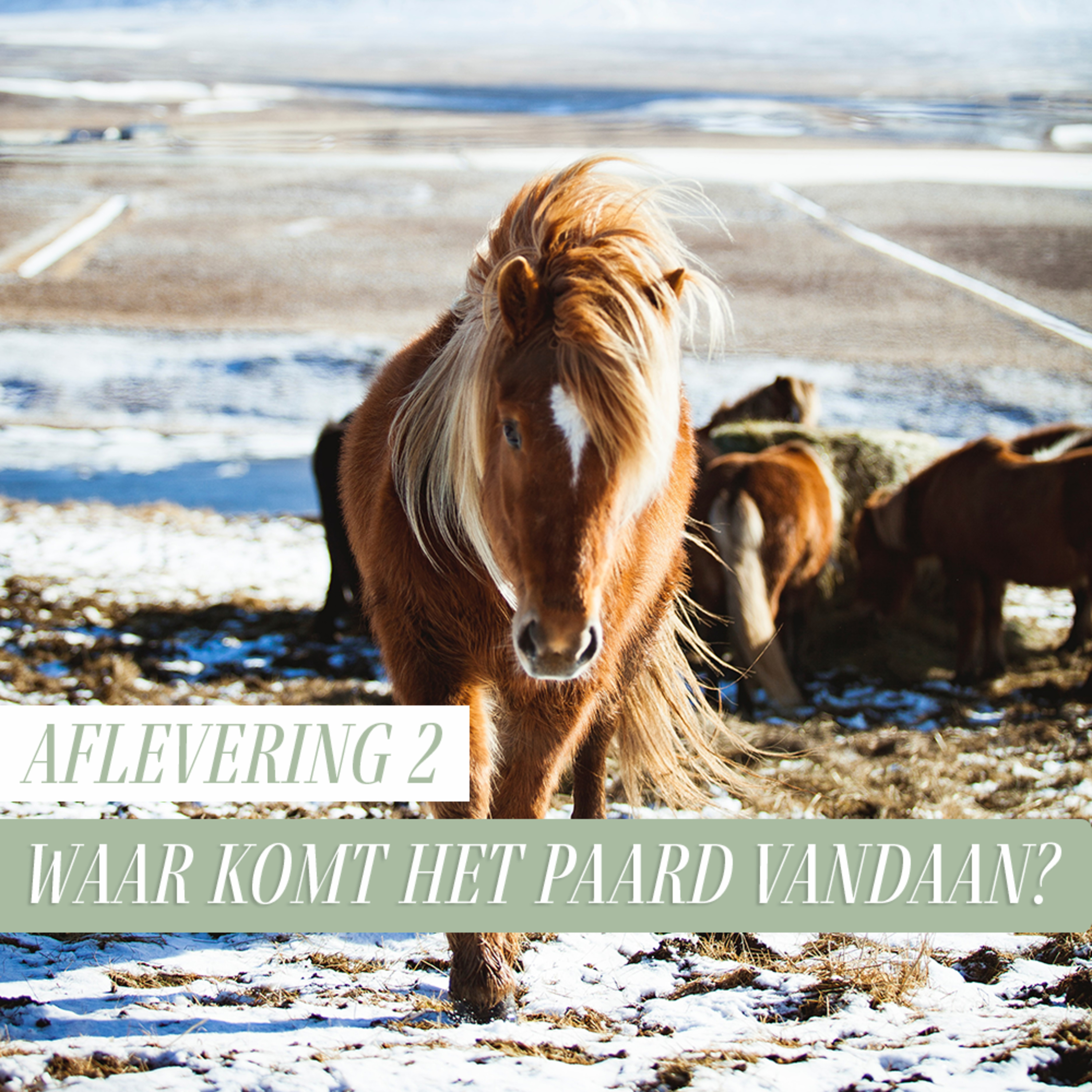 Paard Optimaal Podcast