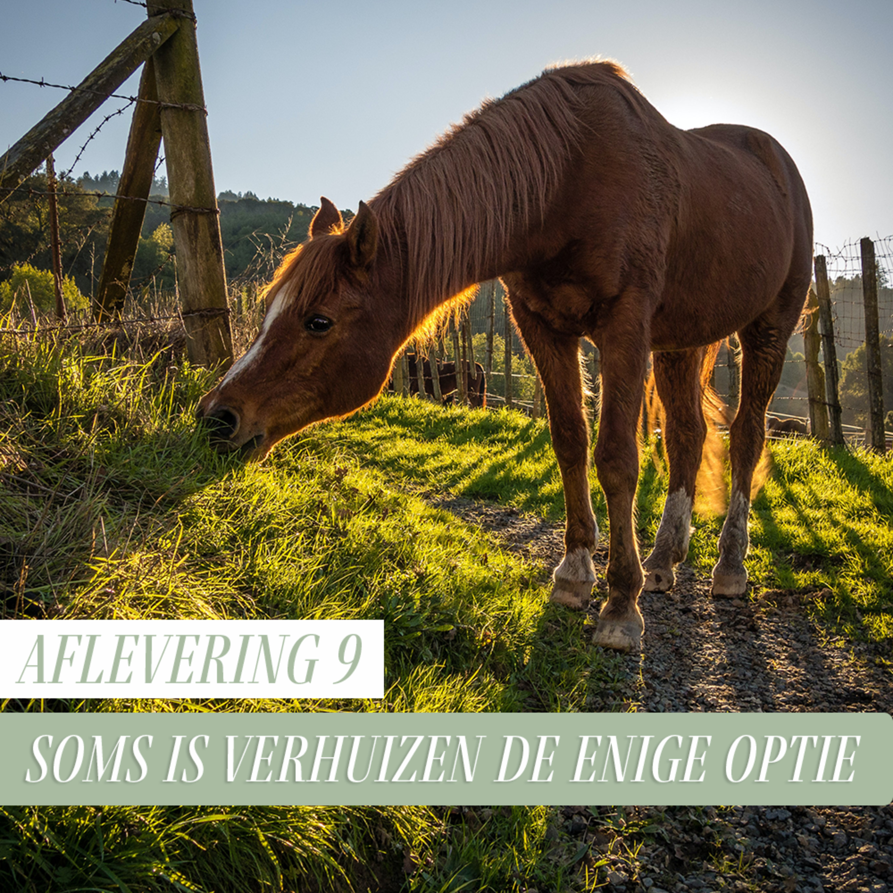 Paard Optimaal Podcast