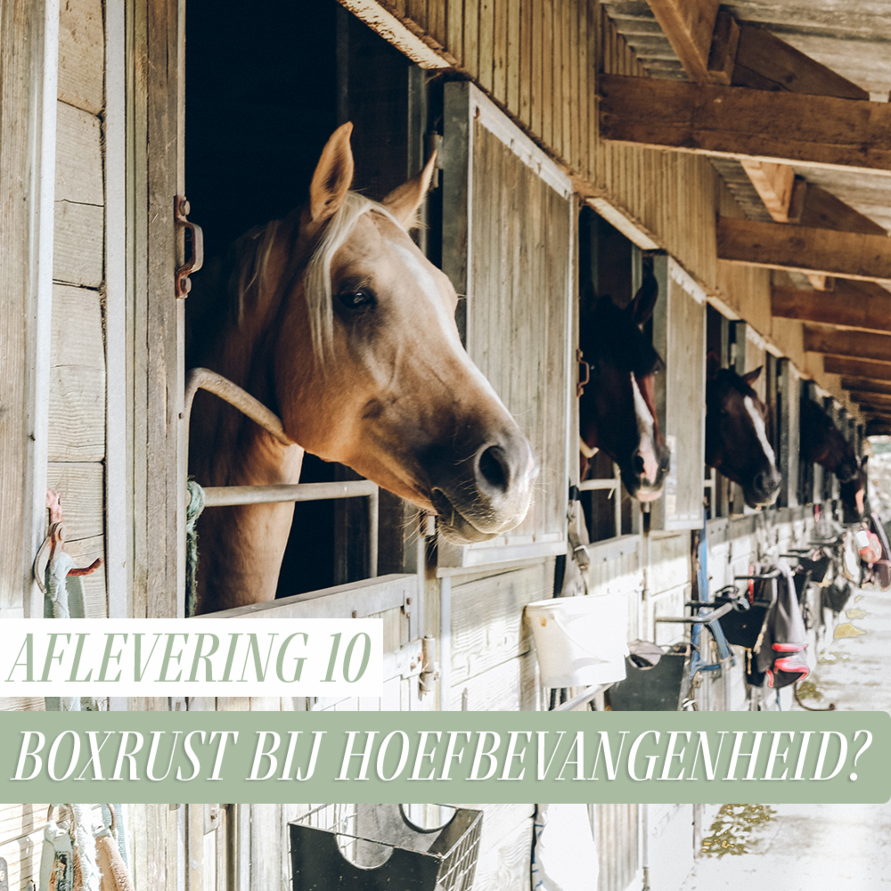 Paard Optimaal Podcast