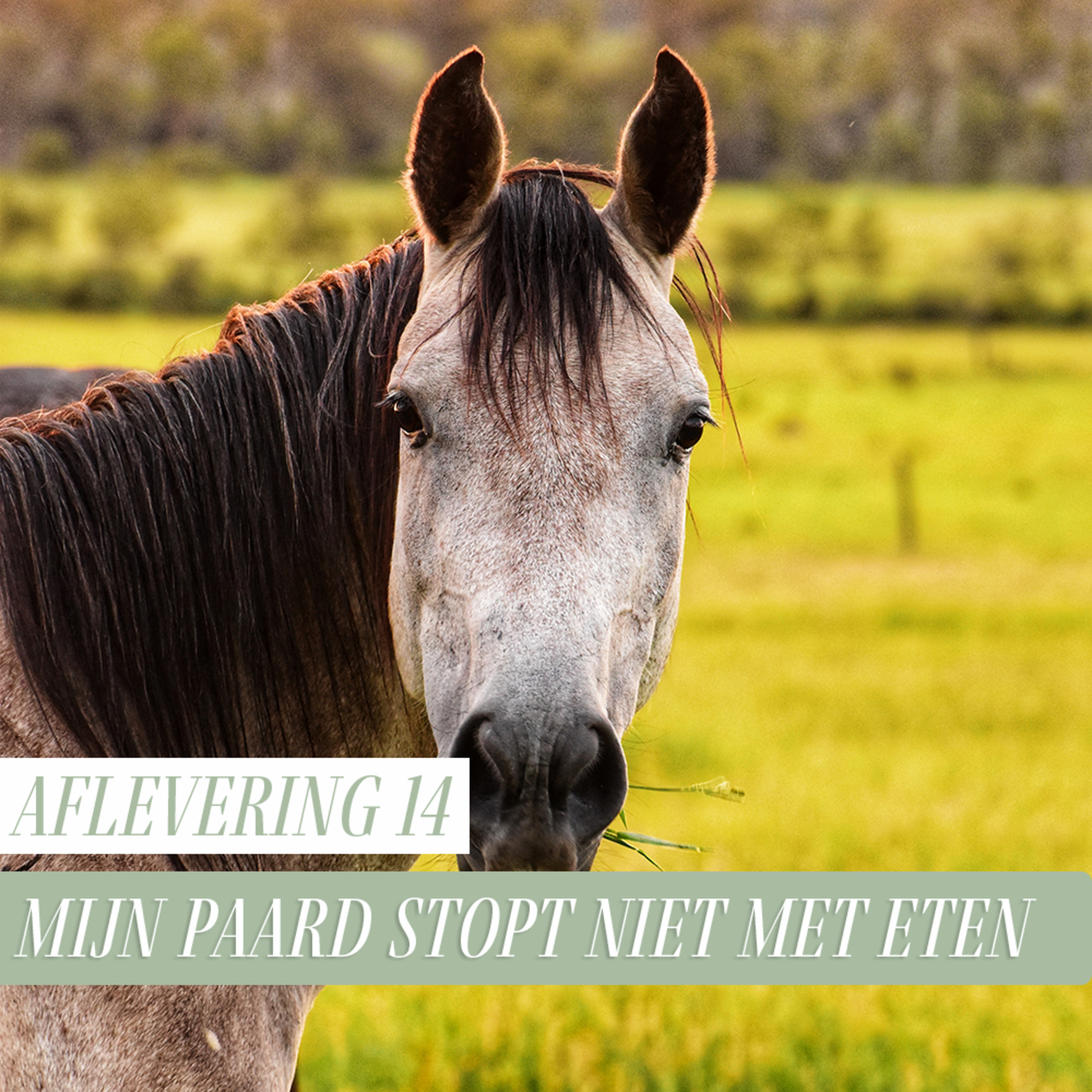 Paard Optimaal Podcast
