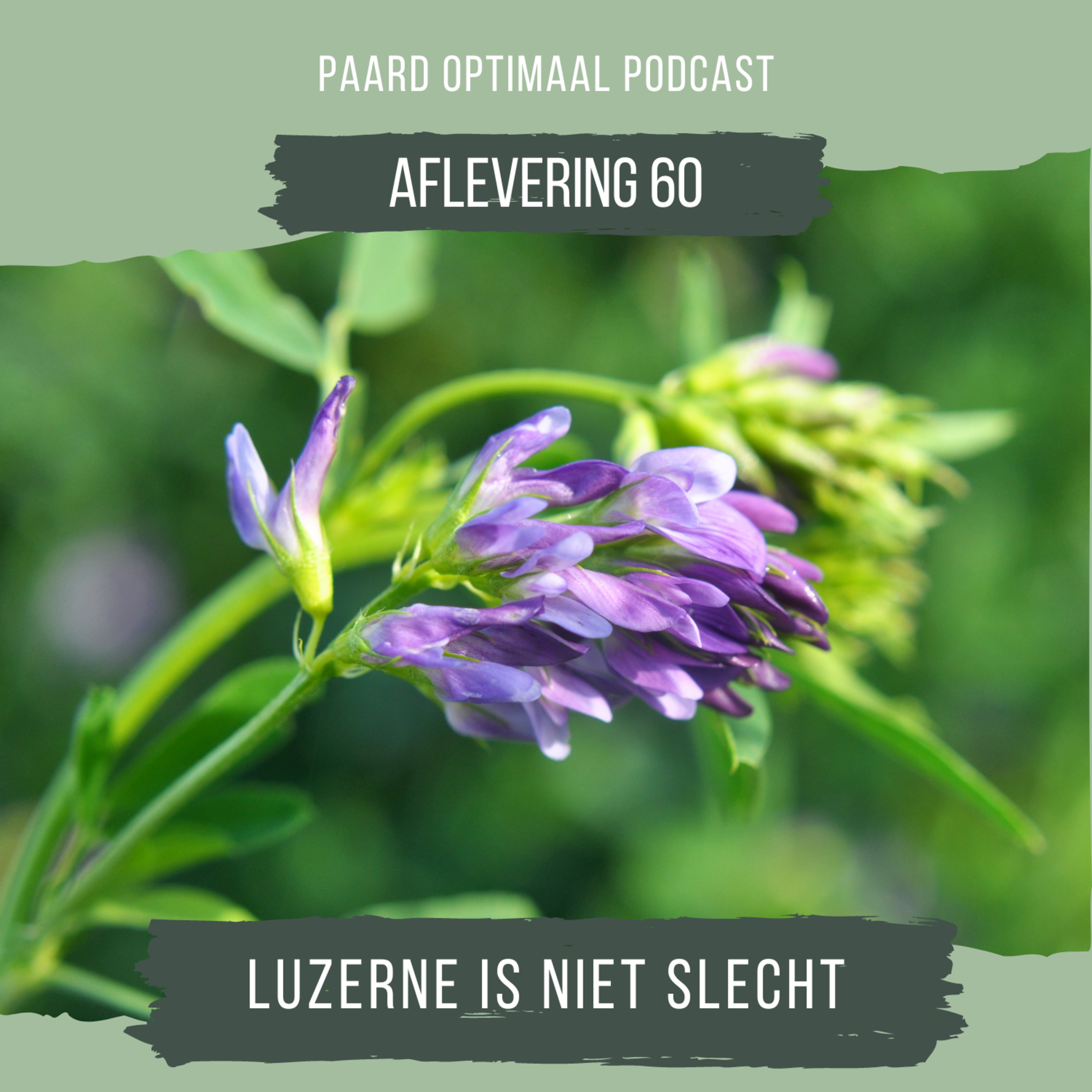 Paard Optimaal Podcast