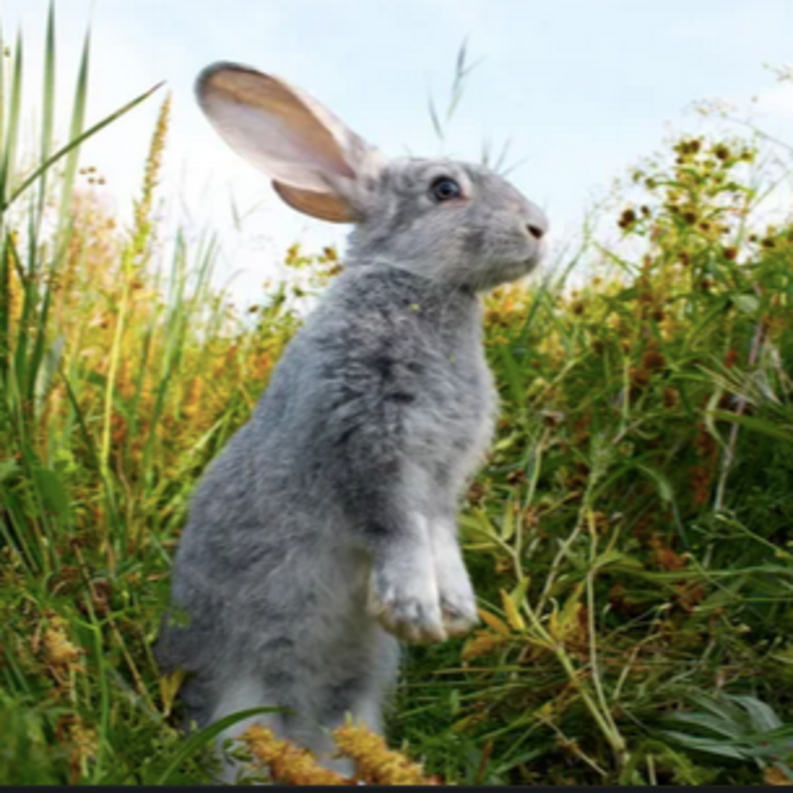 This Way Alice: The Rabbit Hole Chronicles