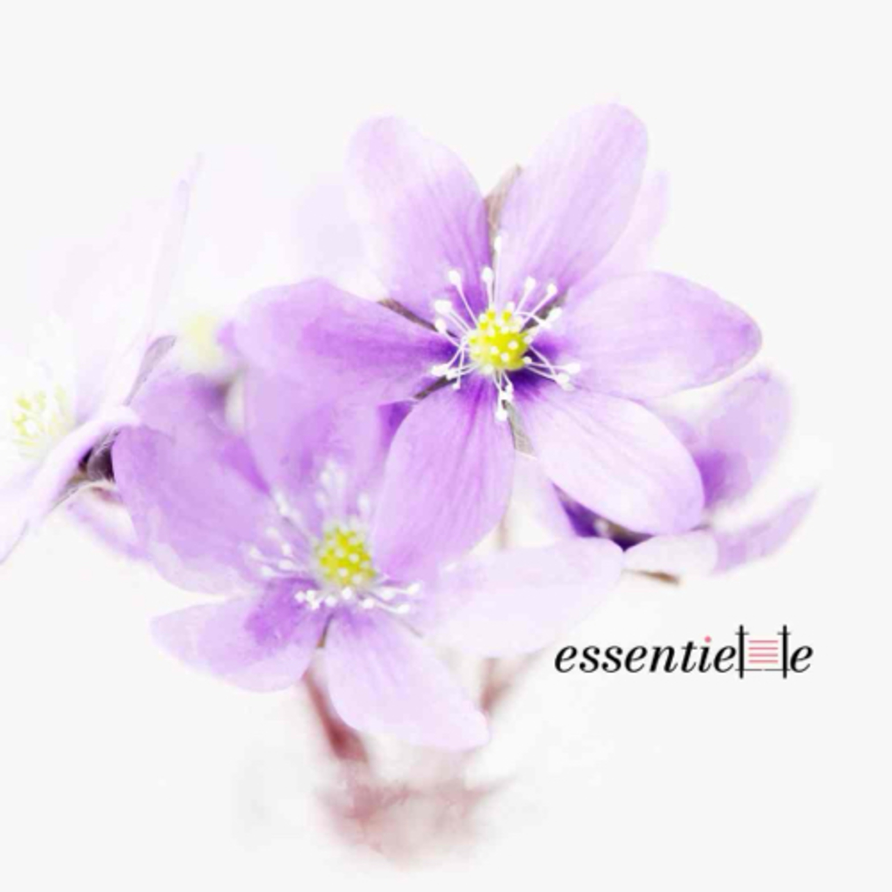 essentielle by Mariacha Drai