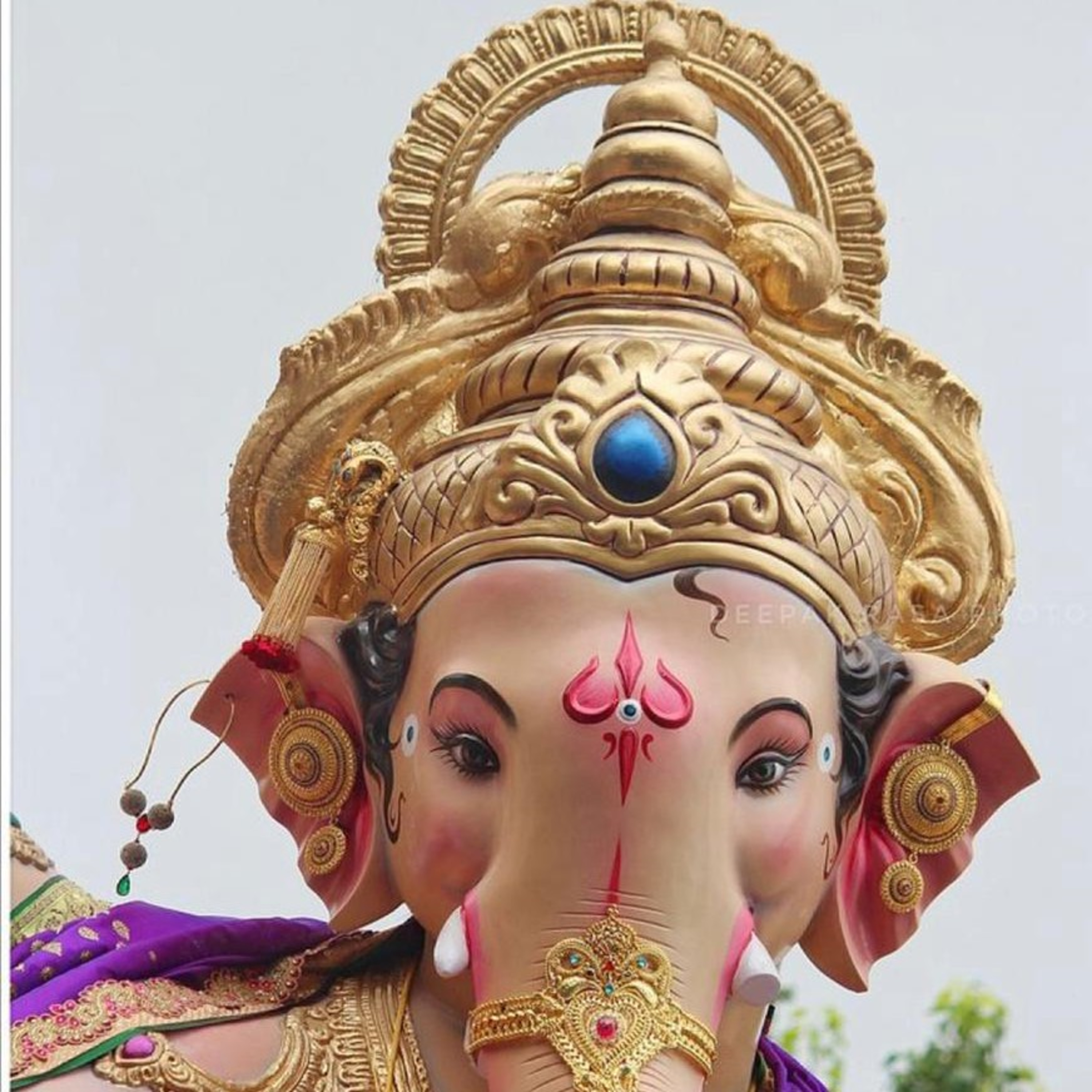 Punarnava