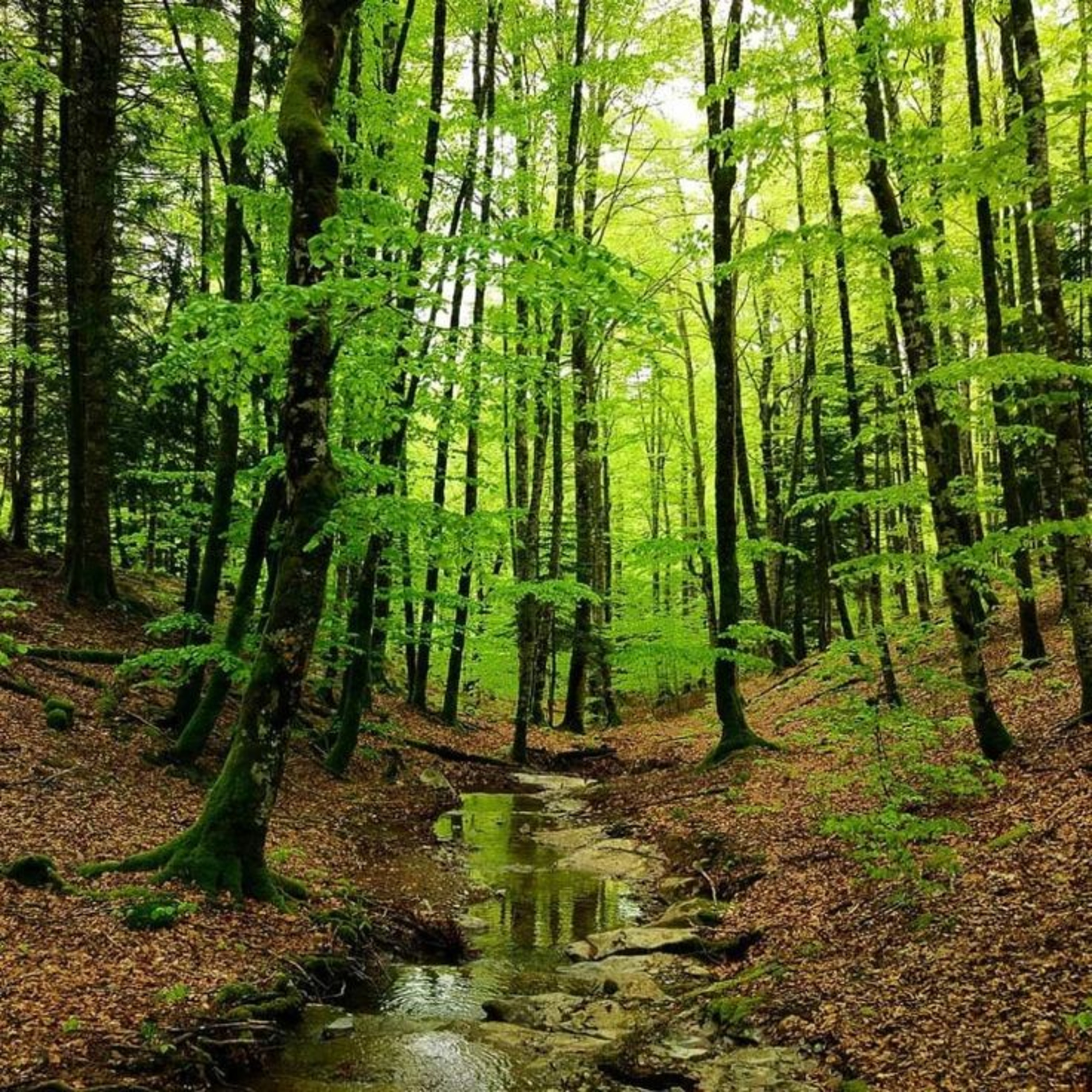 Fotosíntesis.  episode artwork