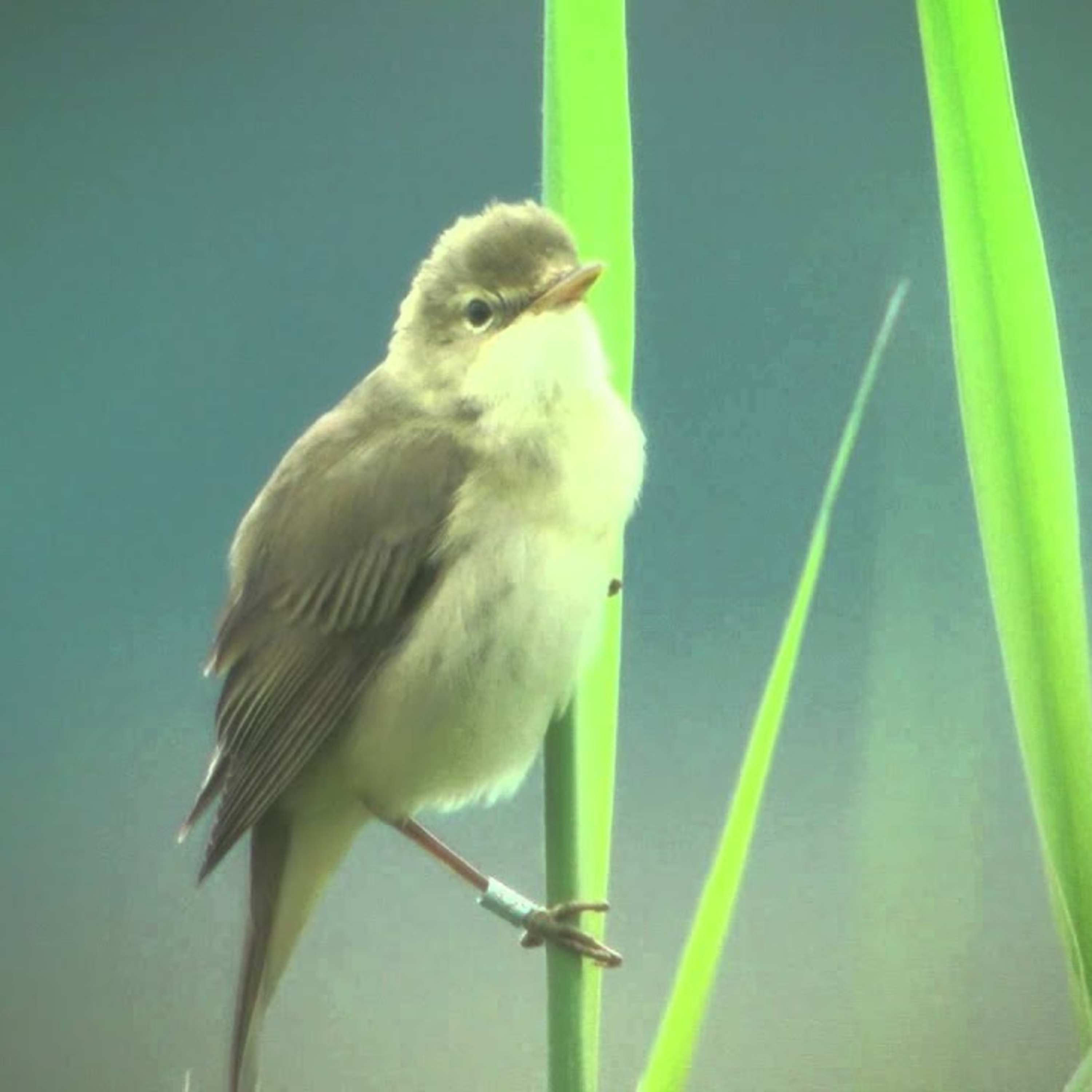 Uccelli canori: virtuosi che sfidano la comprensione