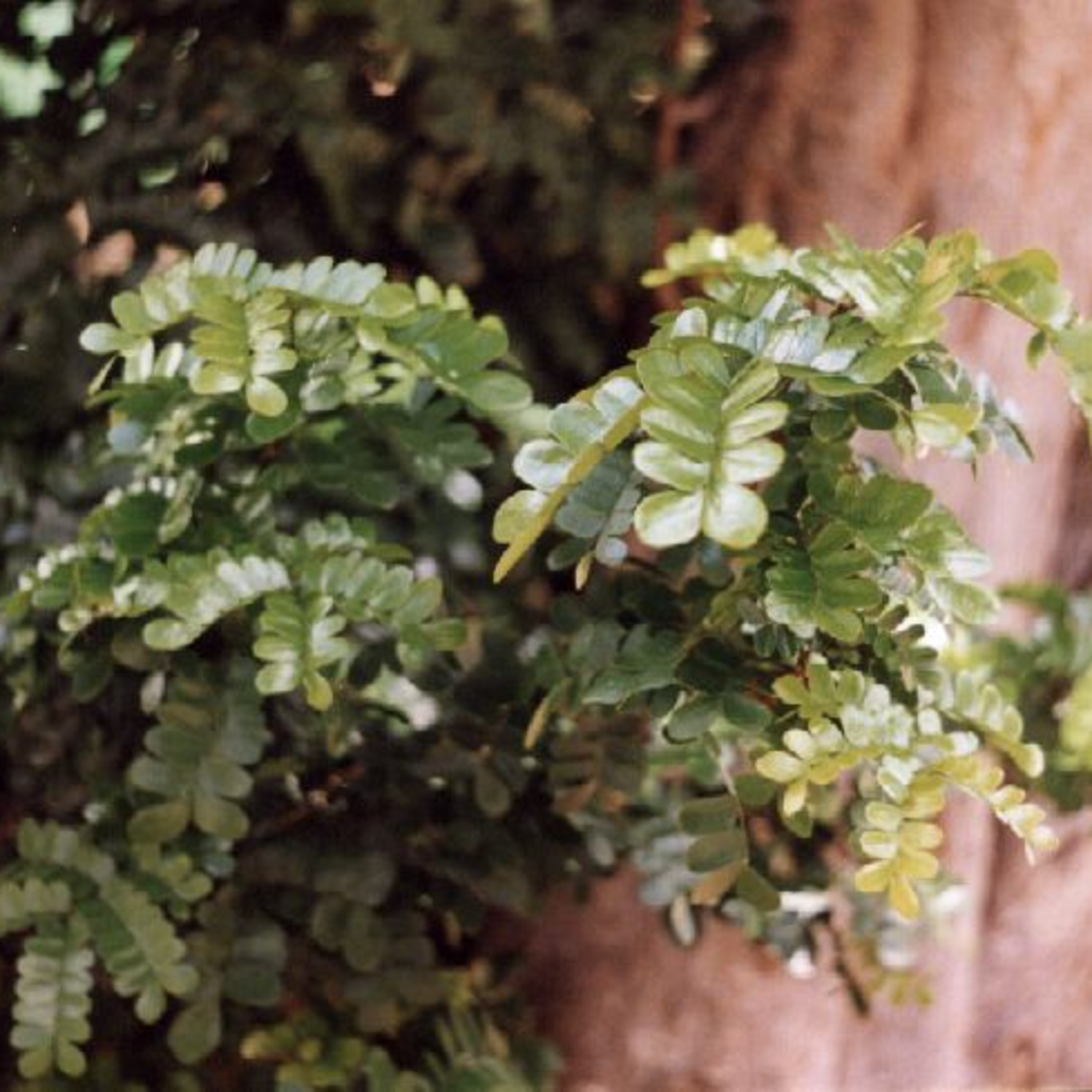 Gli “alberi del violino” in pericolo