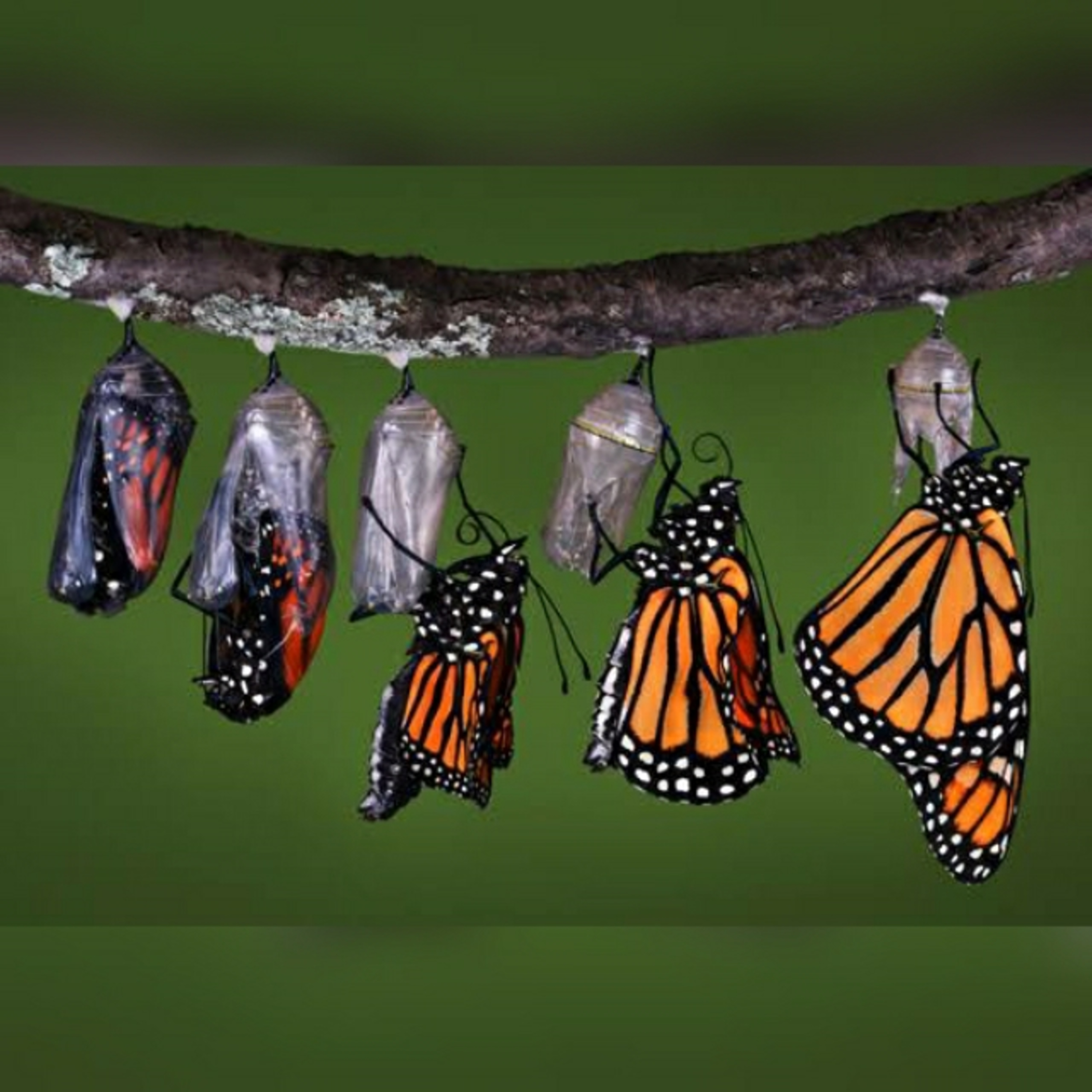 Telugu Motivational Talks