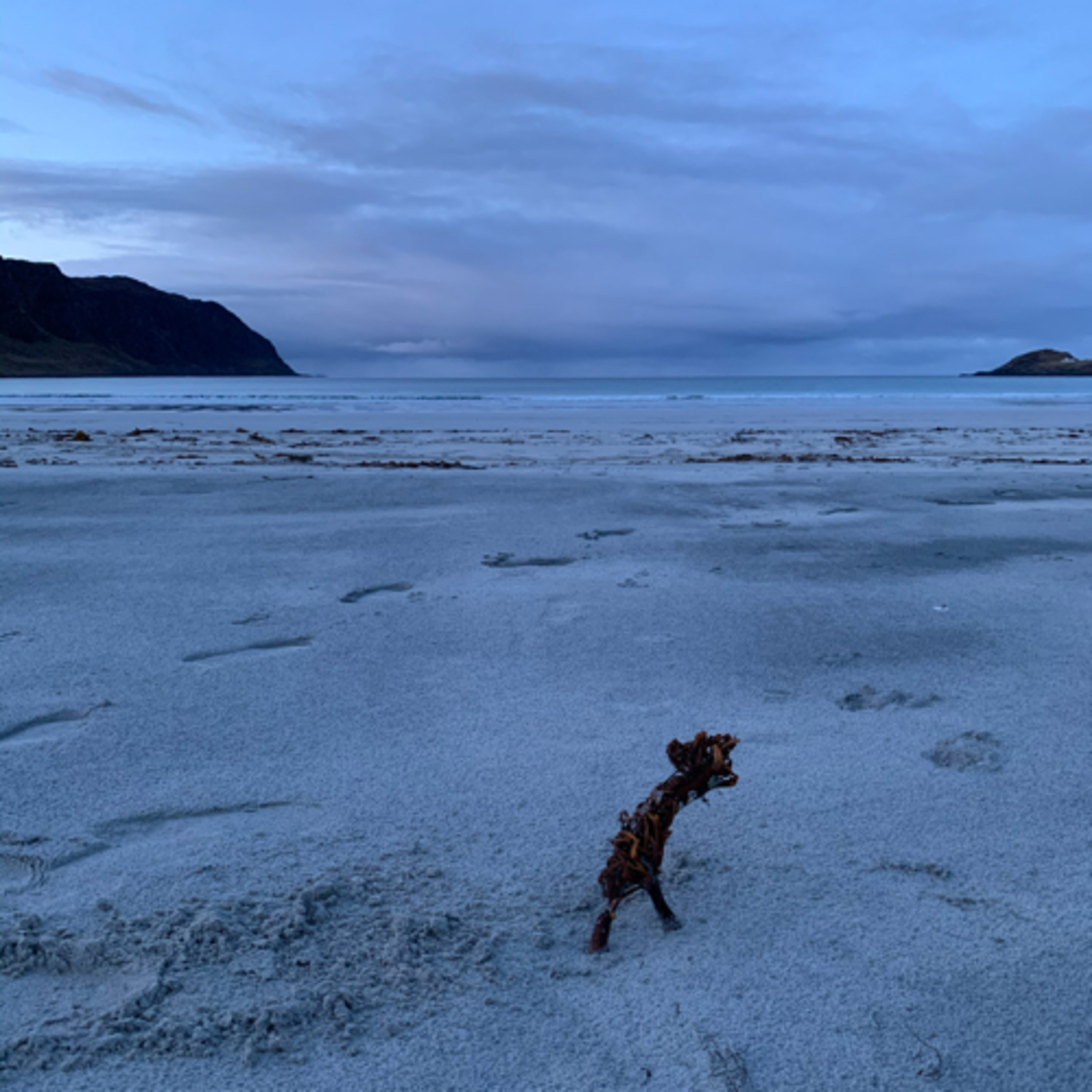 Gibt es Eisbären in Norwegen?