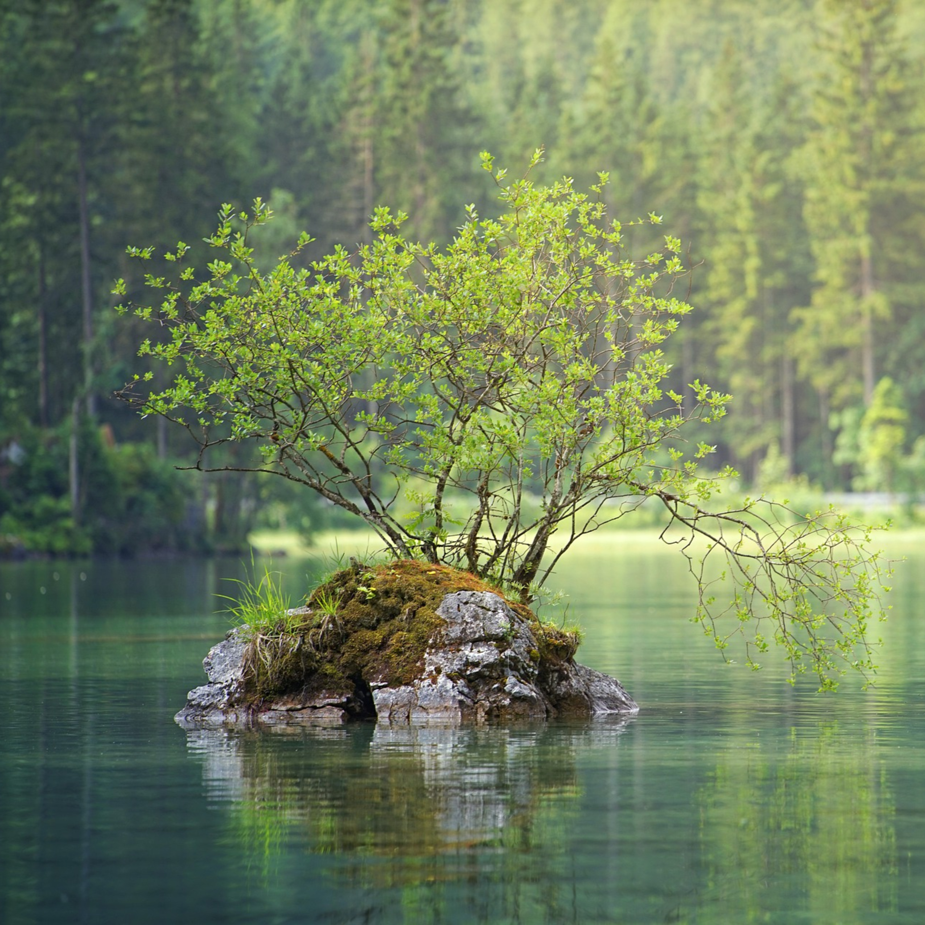 Tree by the River (Tagalog) episode artwork