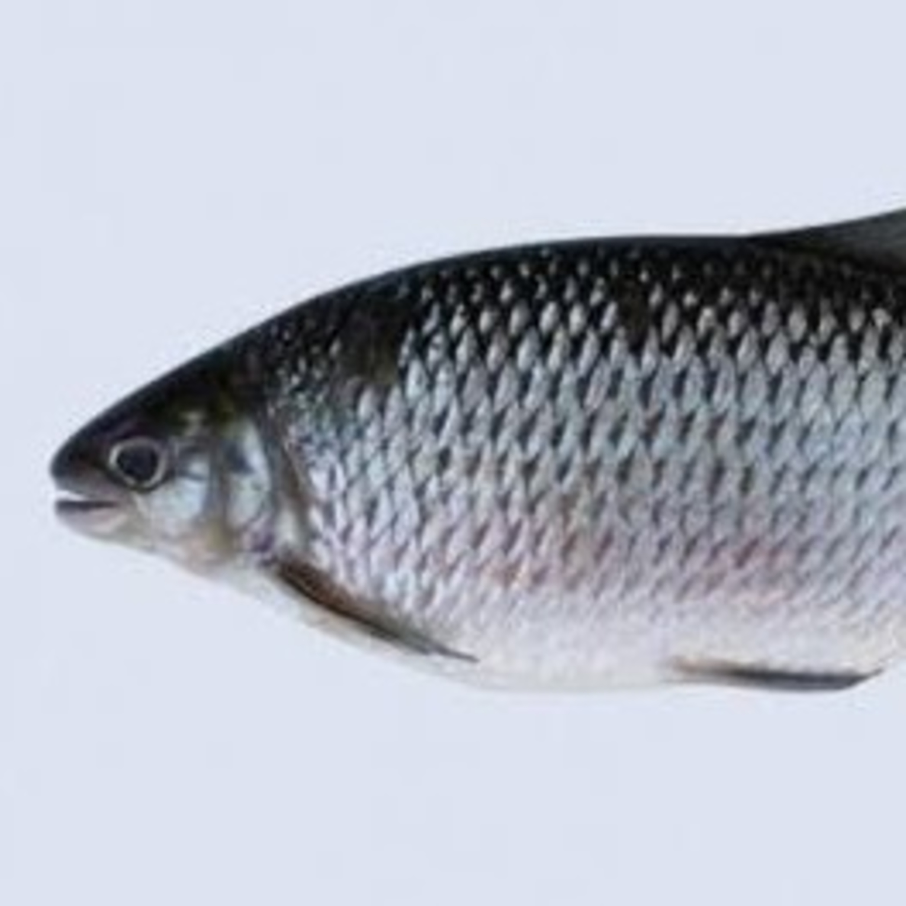 RECEITAS AO PÉ DO OUVIDO
