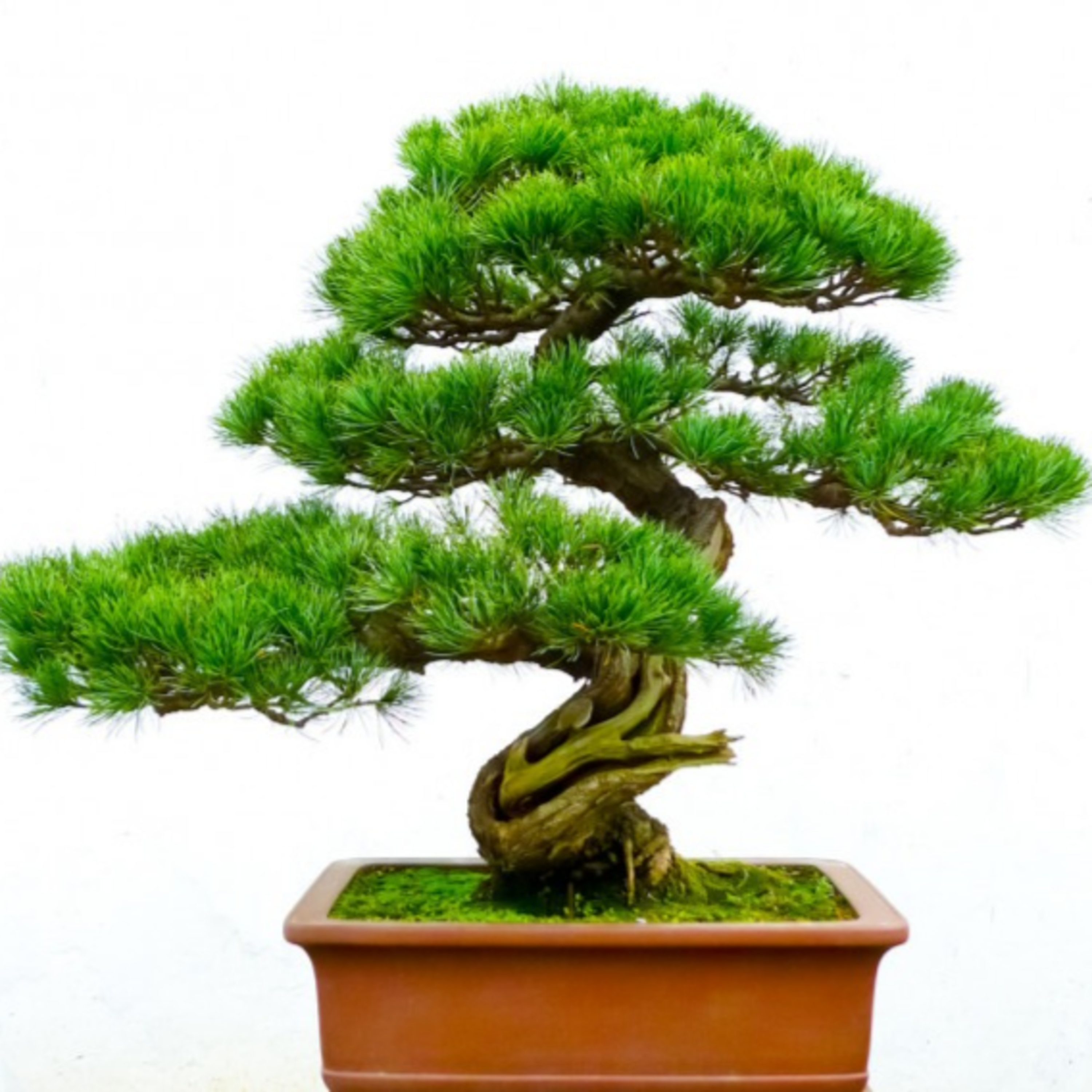 Bonsai episode artwork