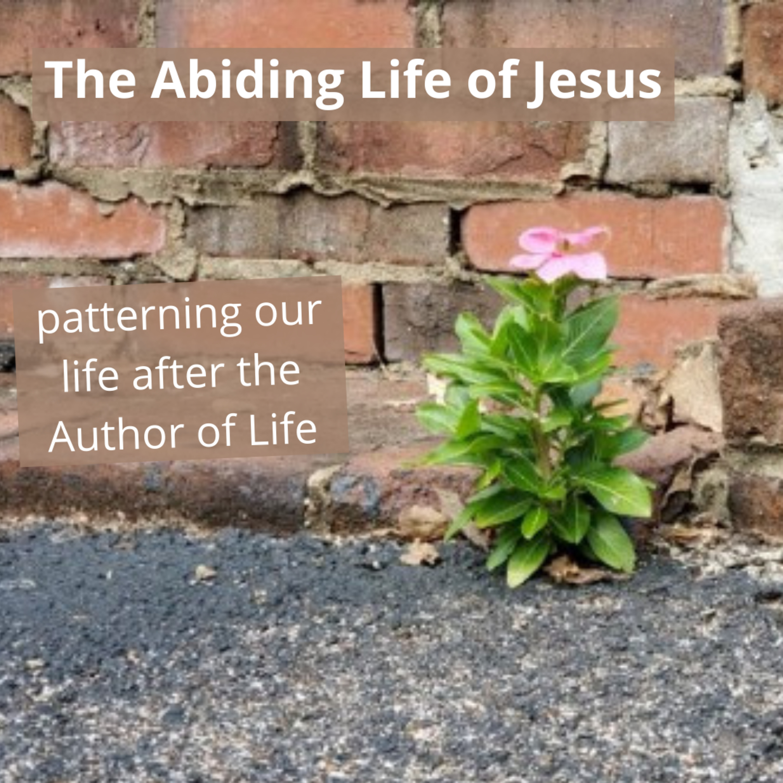The Abiding Life in Jesus (9/12/21) episode artwork