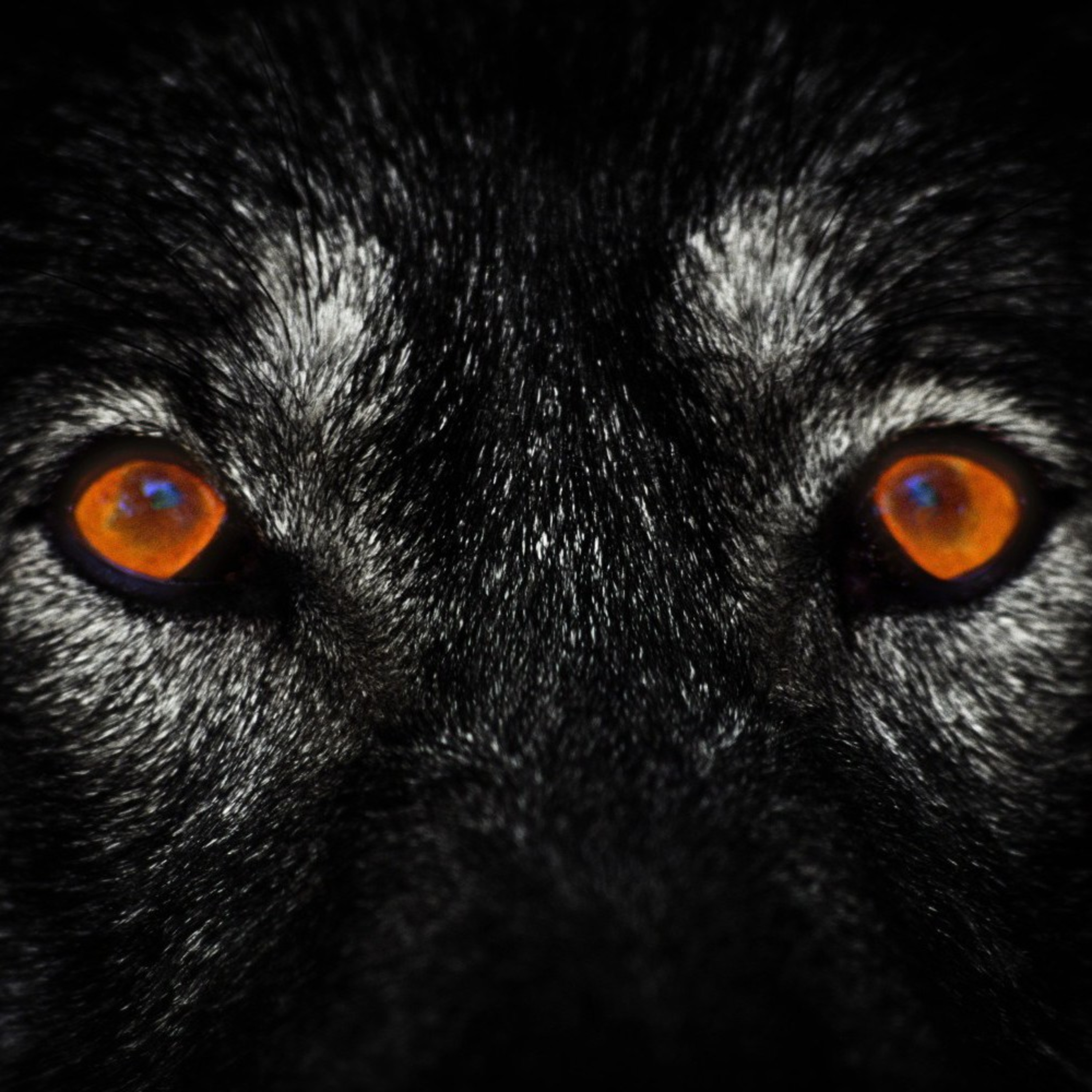 Lone wolf Wednesday/gym maxing red pill detractor 