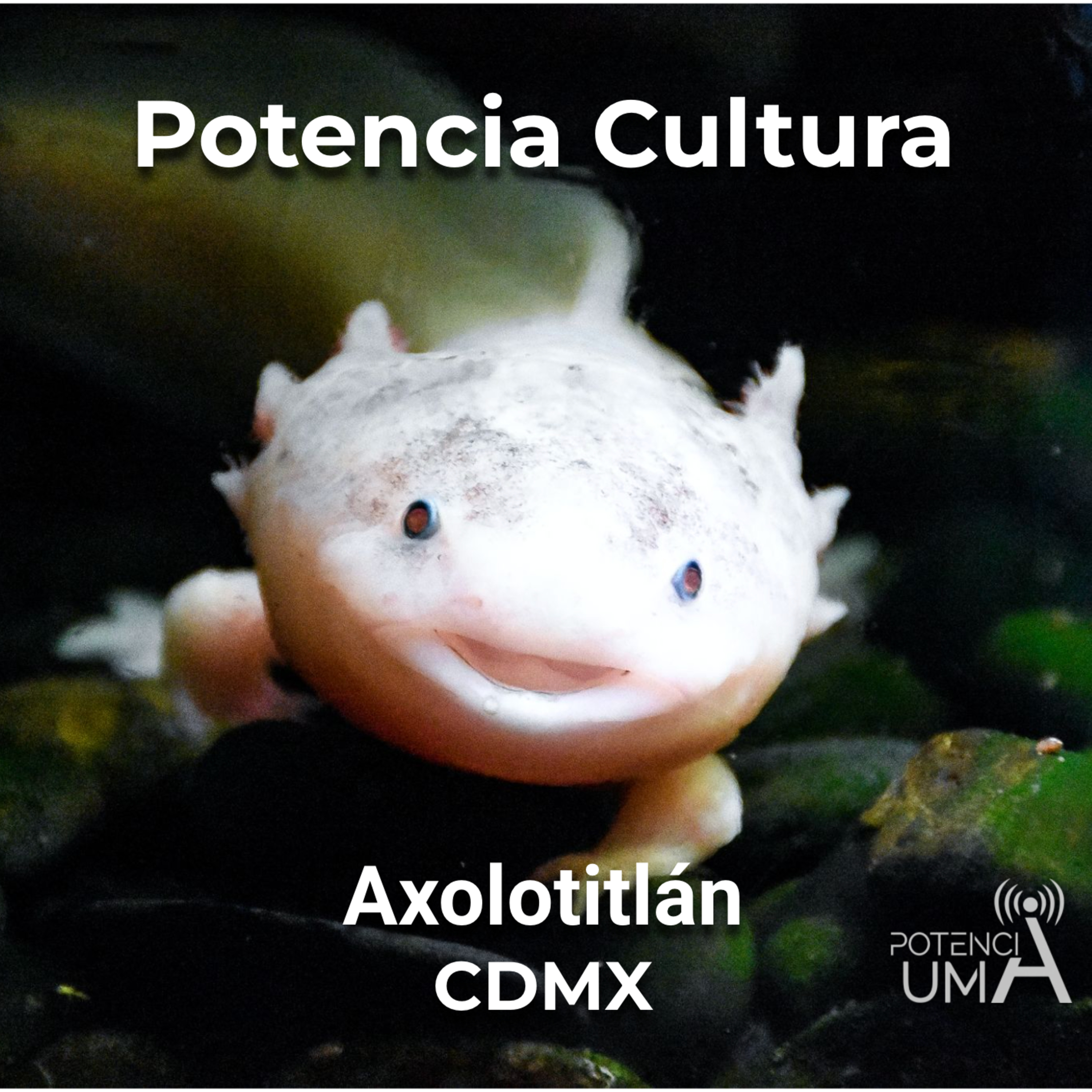 Potencia UMA