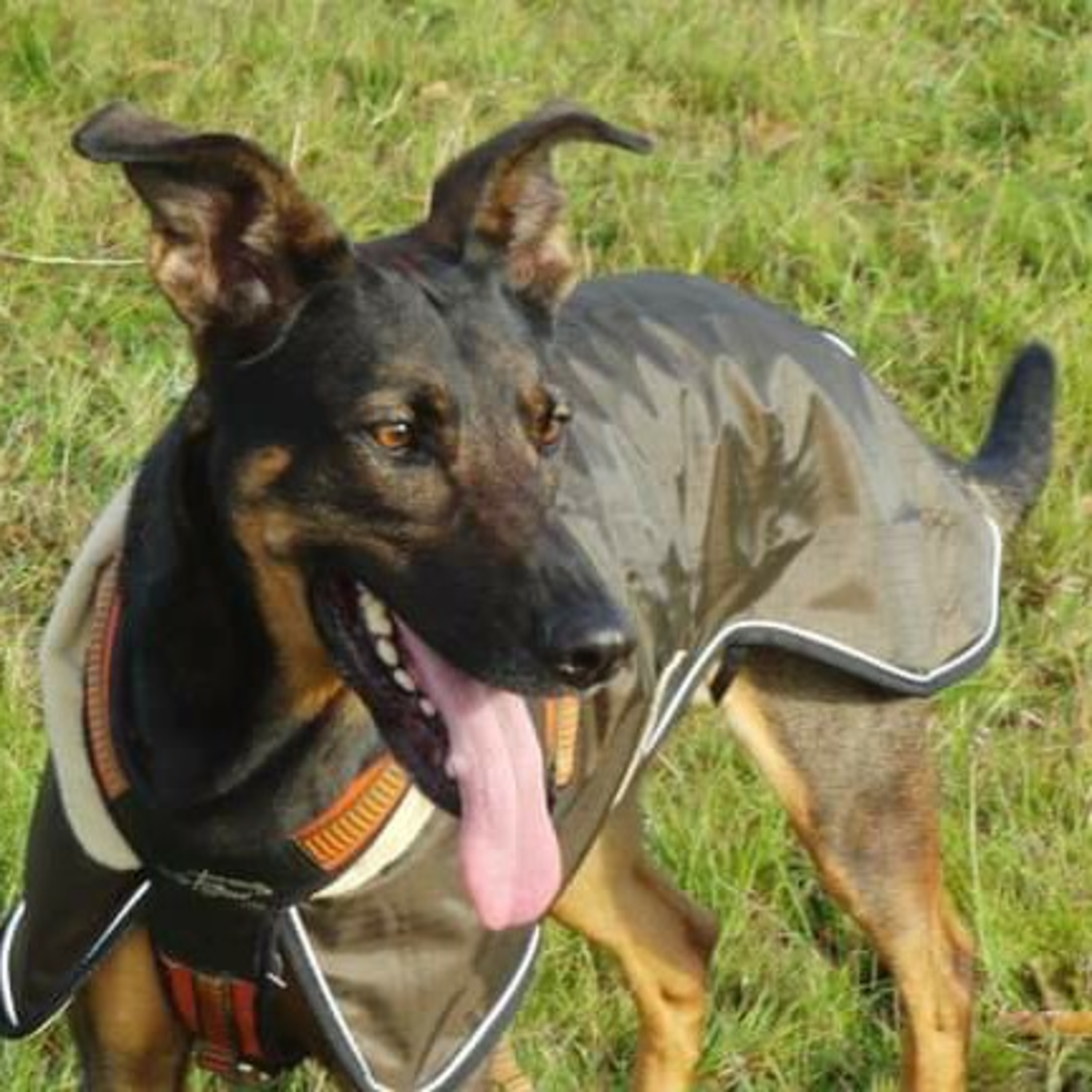 Positives Hundetraining