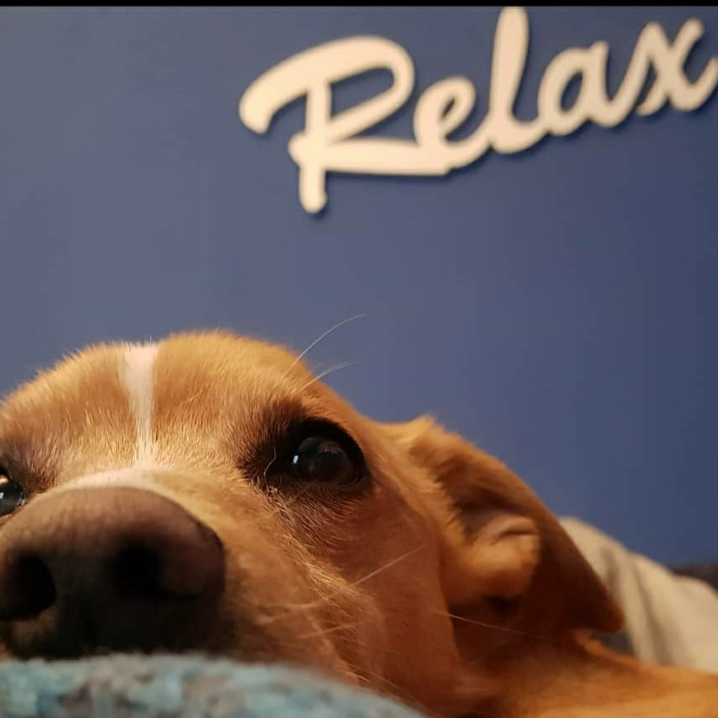 Positives Hundetraining