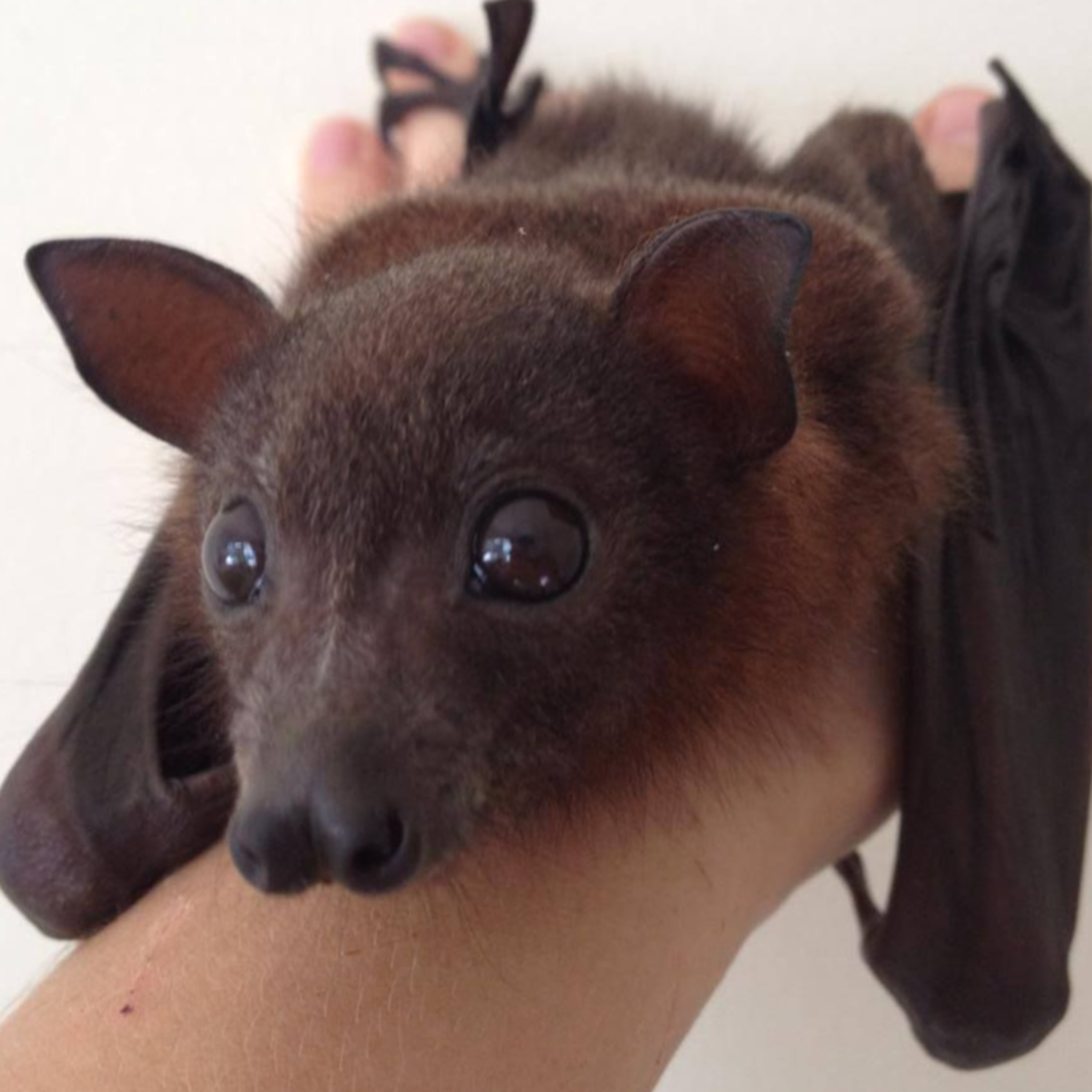 Chat with Friends about Bats! (feat. Stella Young)