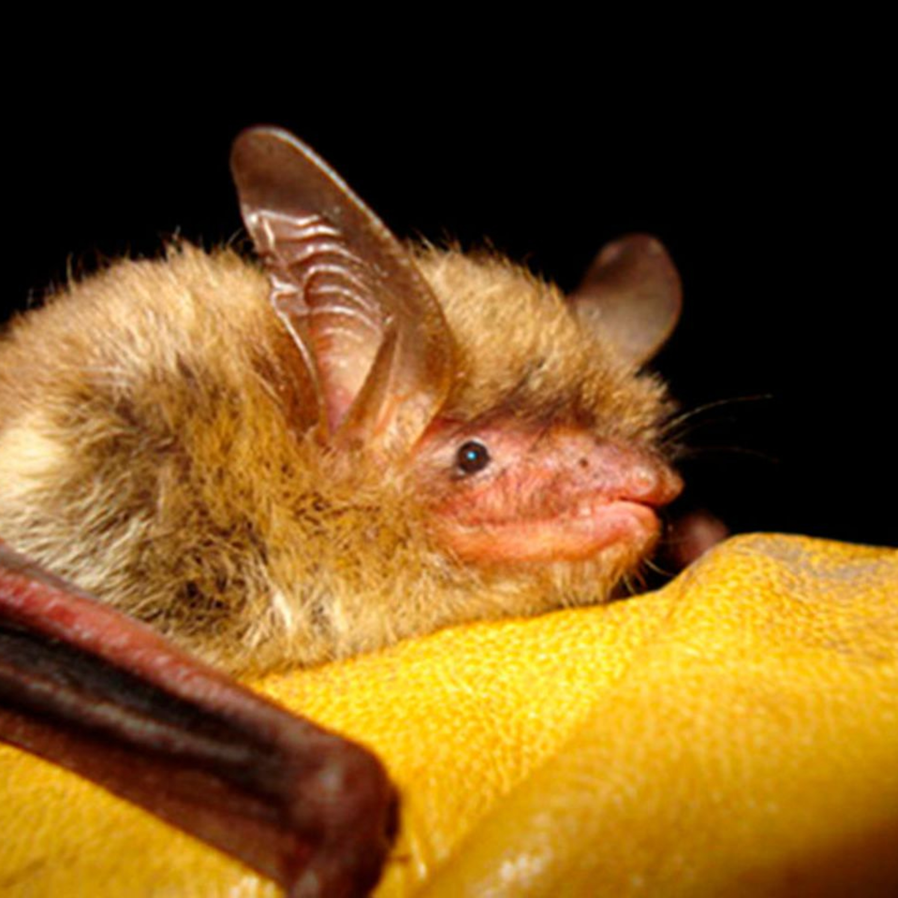 In The Know - Bats and Noise Pollution