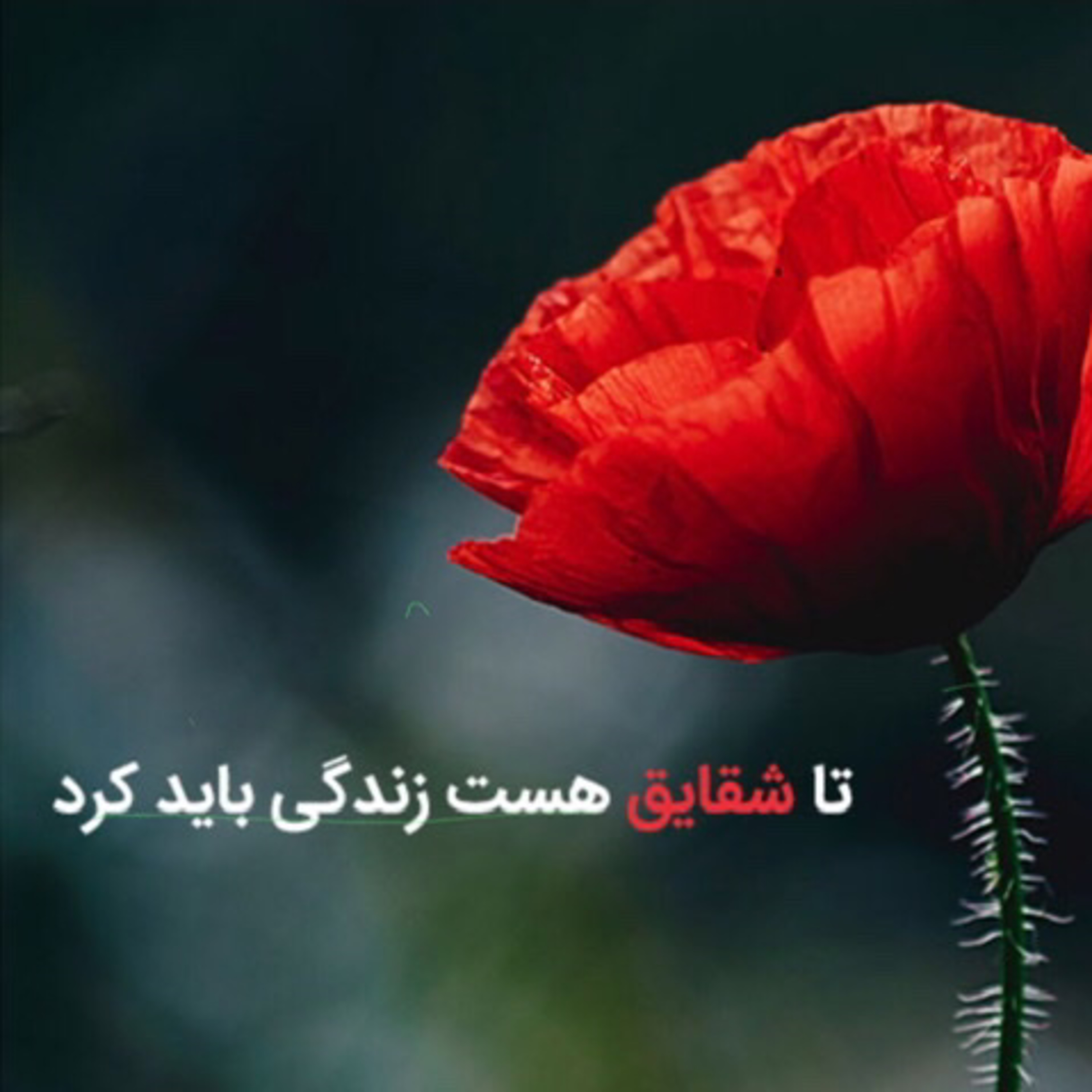 کاور معنی زندگی قسمت اول