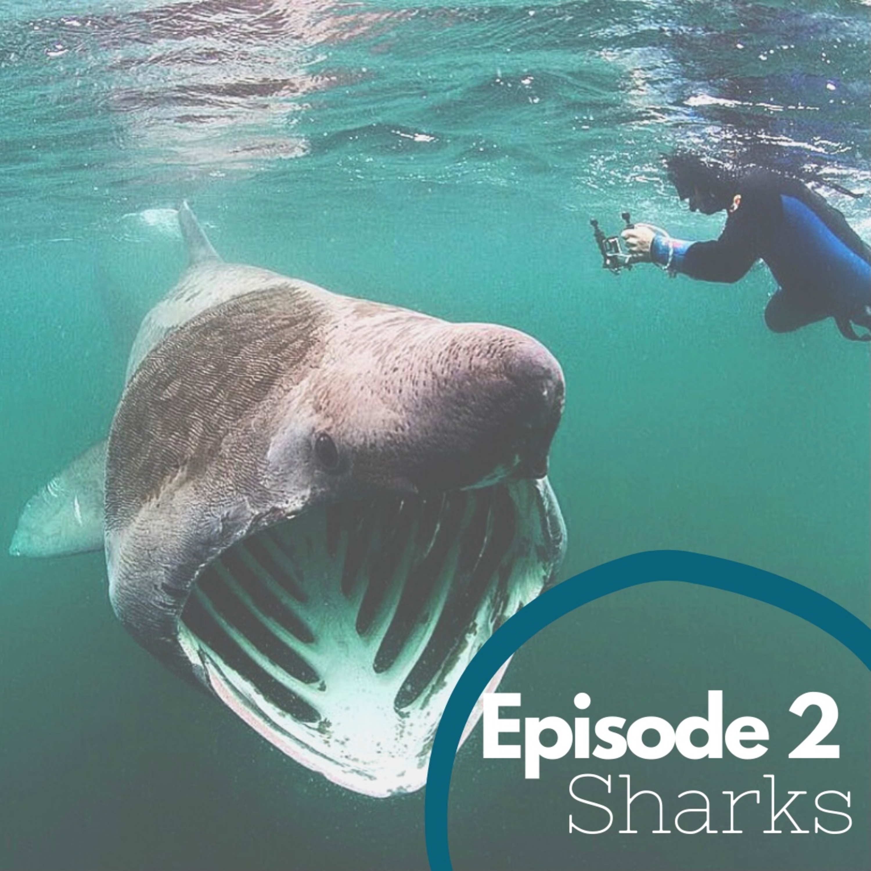 Episode 2 - Sharks