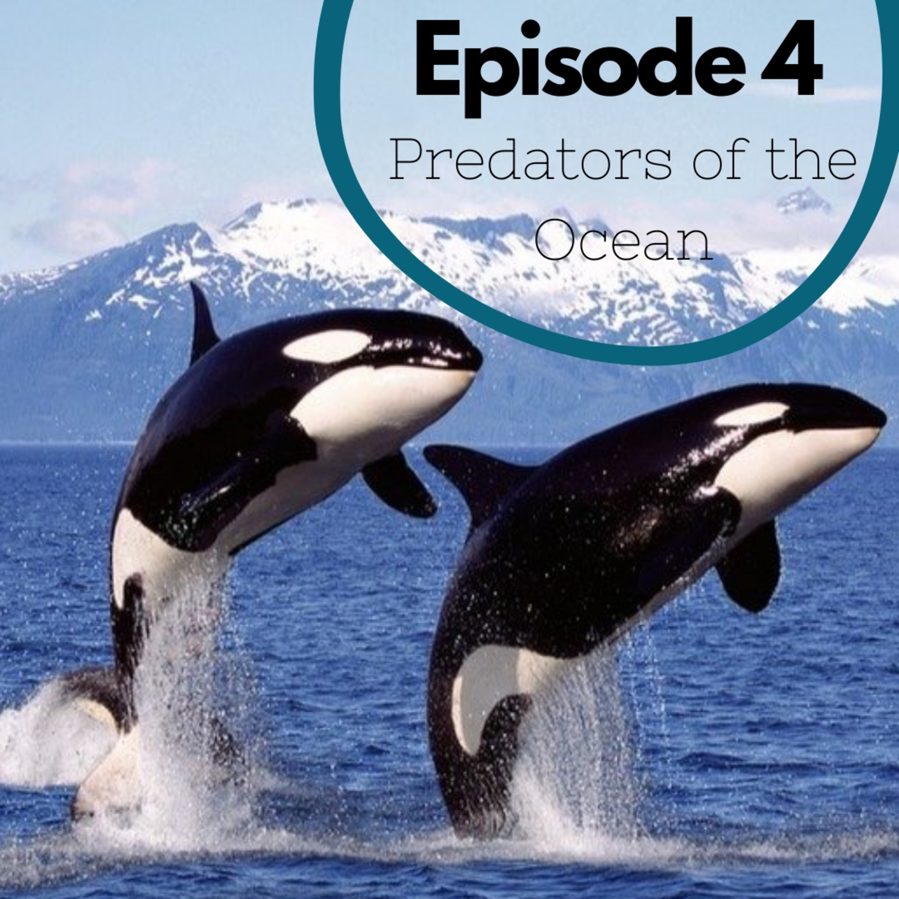 Episode 4 - Predators of the Ocean