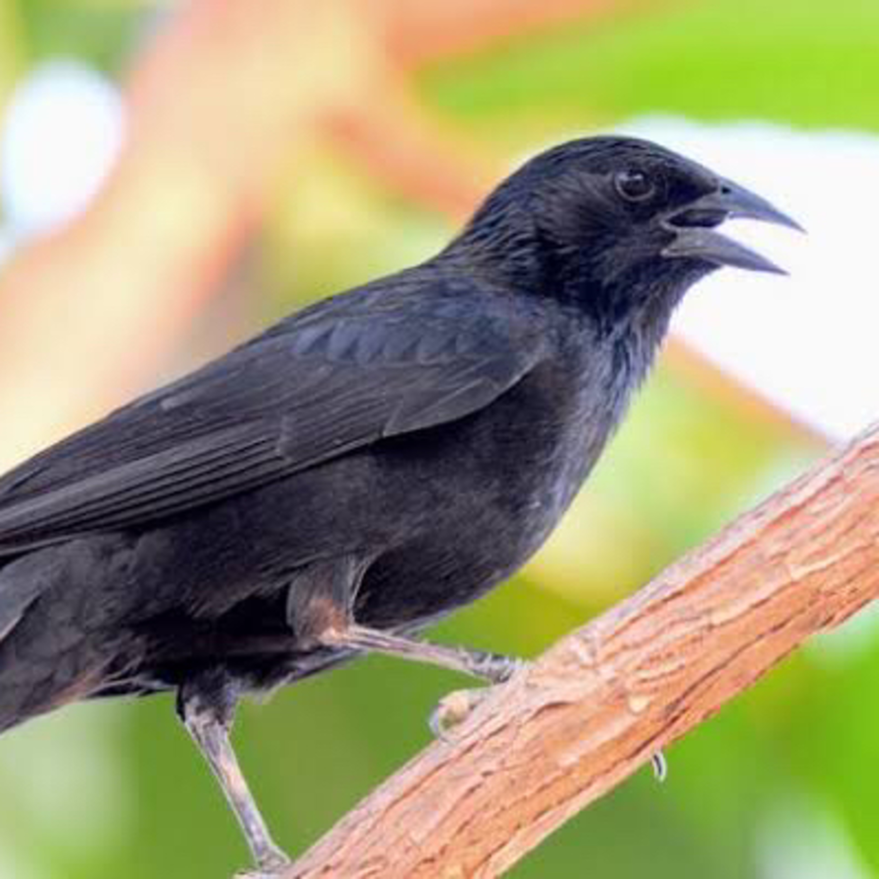 White noises Birds from Brazil.