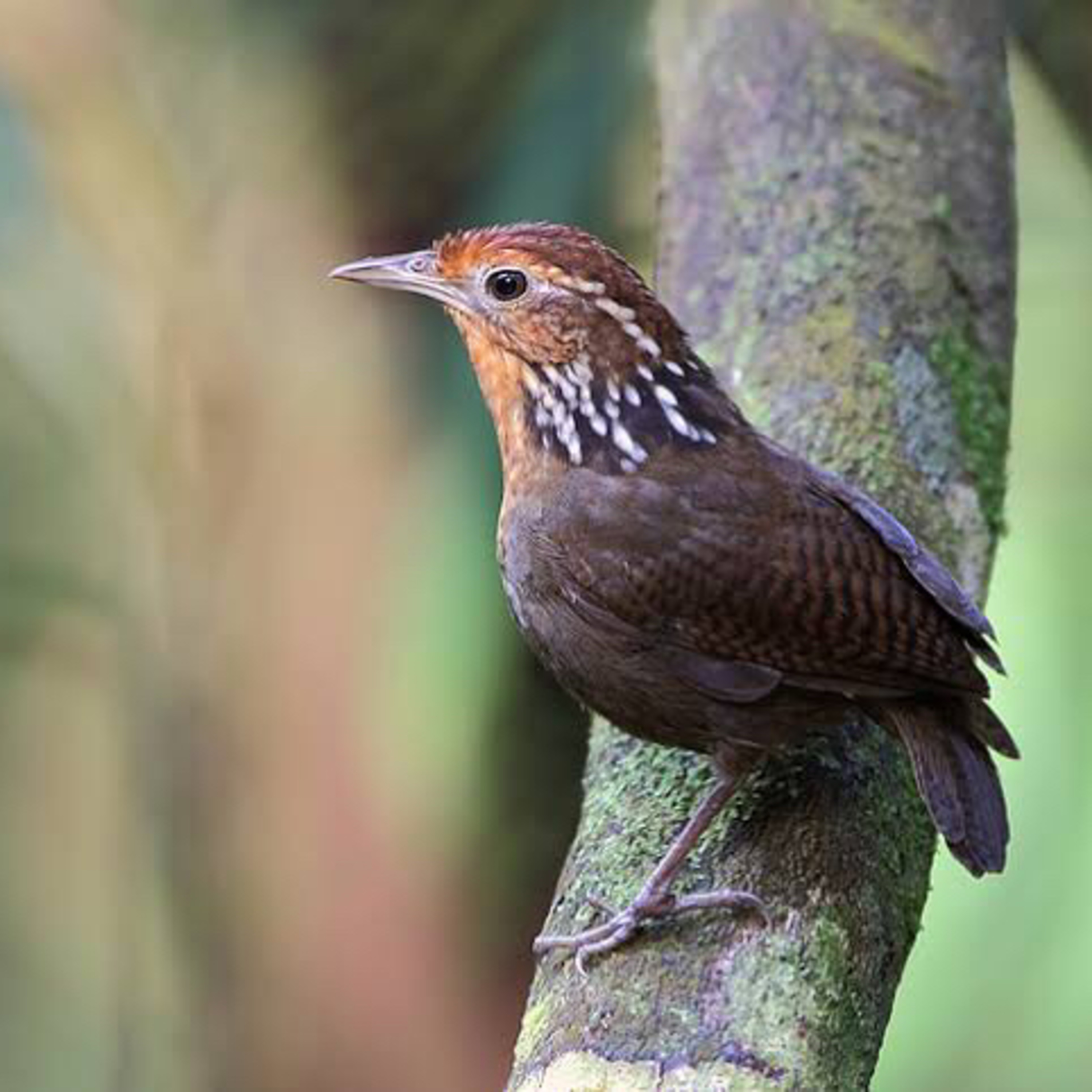 White noises Birds from Brazil.