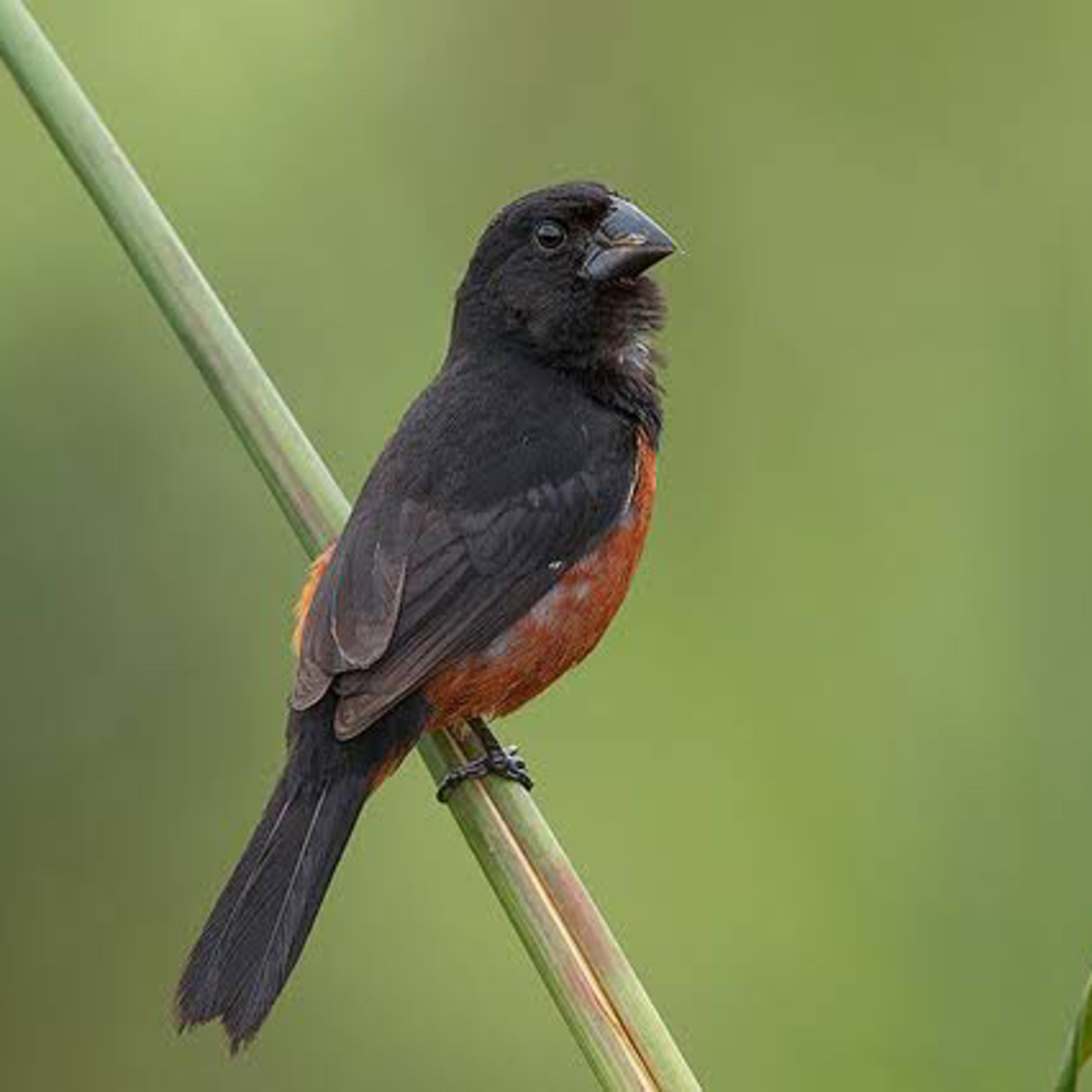 White noises Birds from Brazil.
