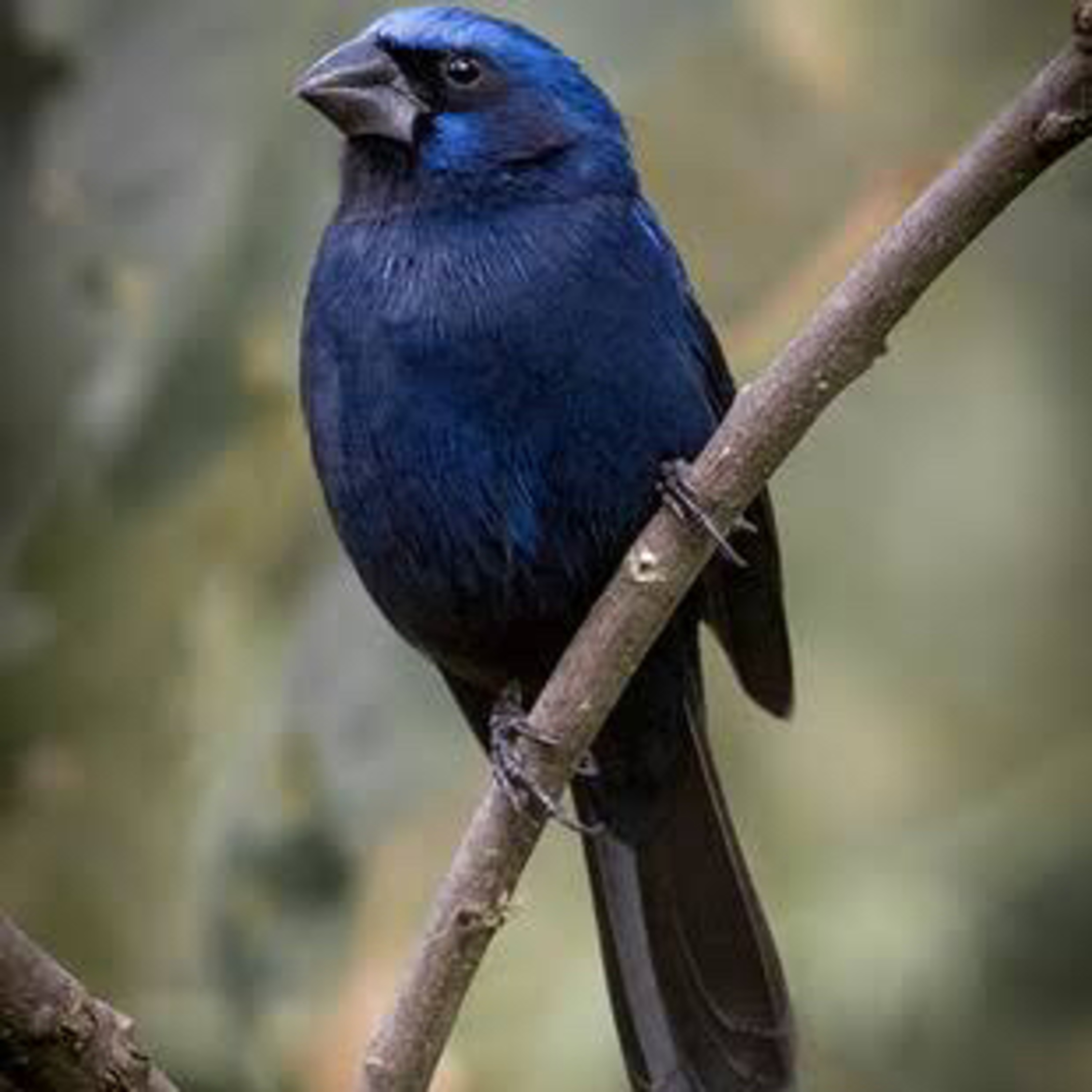 White noises Birds from Brazil.